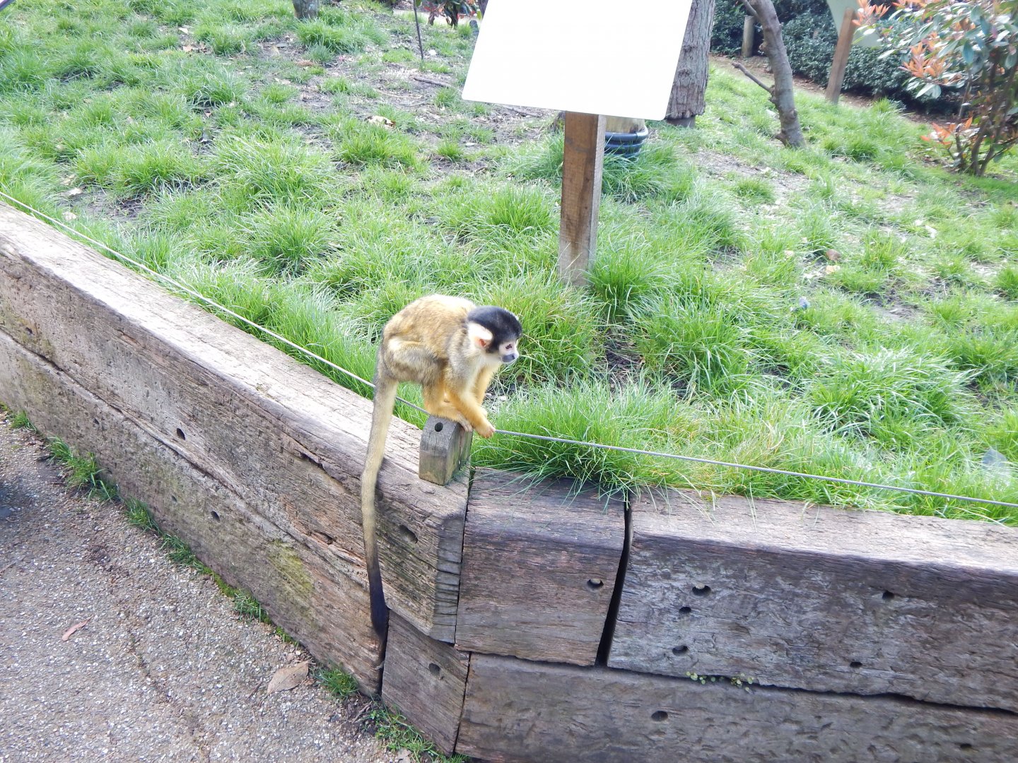 In with the Monkeys - Bolivian squirrel monkey 180322