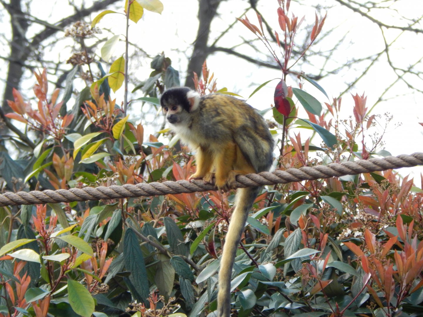 In with the Monkeys - Bolivian squirrel monkey 180322