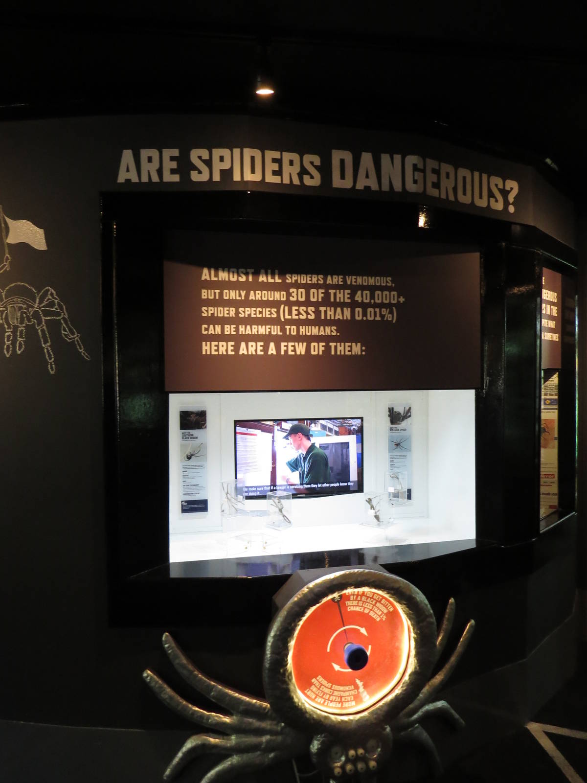In with the spiders - dangerous spiders, July 2015.