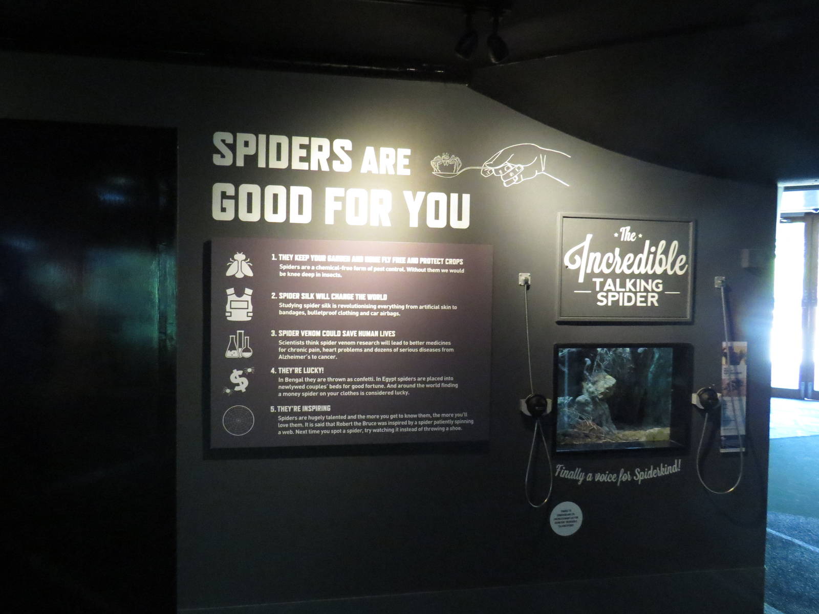 In with the spiders - facts and 'talking spider', July 2015.