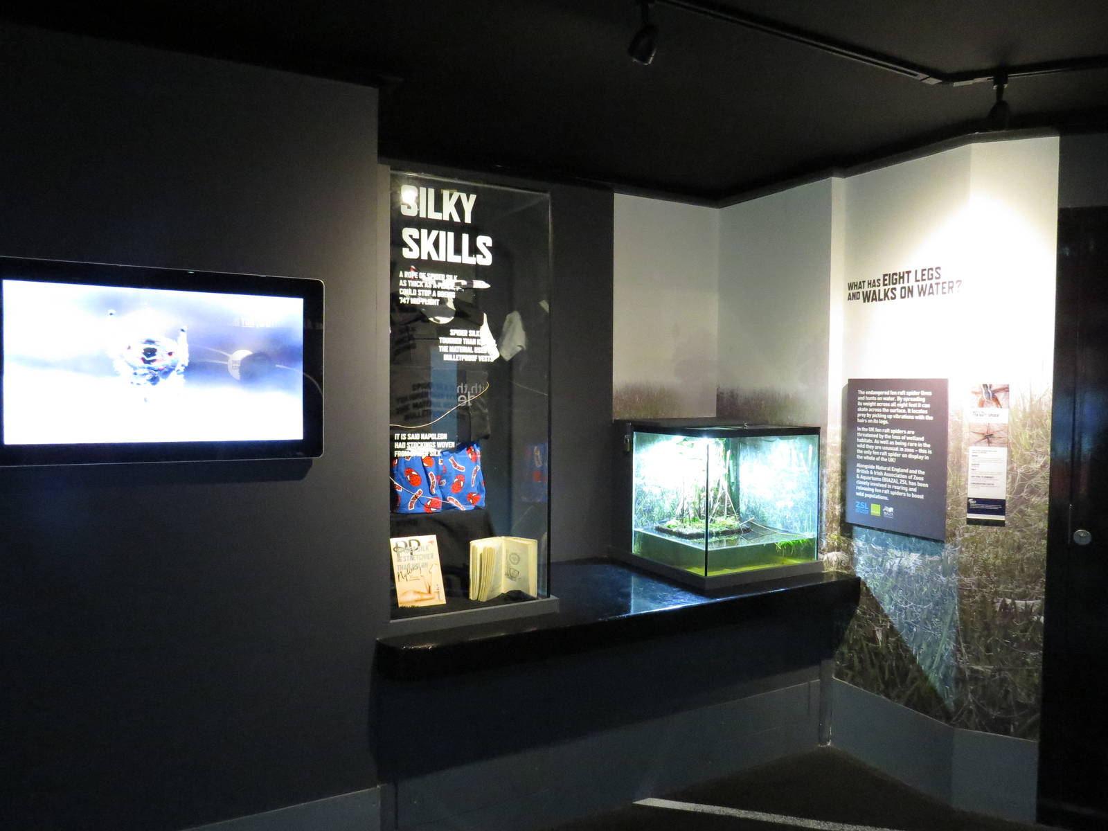 In with the spiders - facts & fen raft spider display, July 2015.