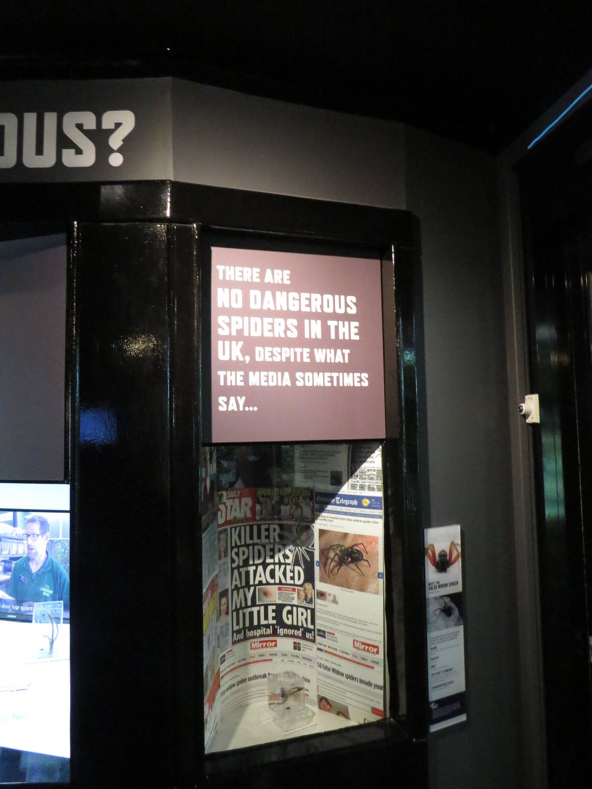 In with the spiders - False widow, July 2015.