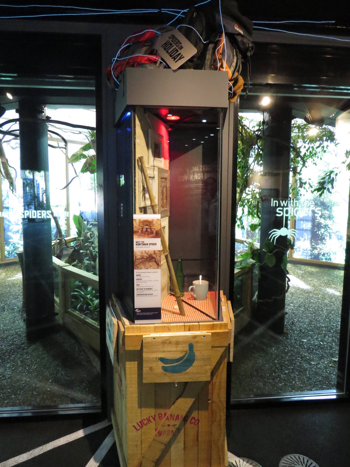 In with the spiders - Huntsman spiders, July 2015.