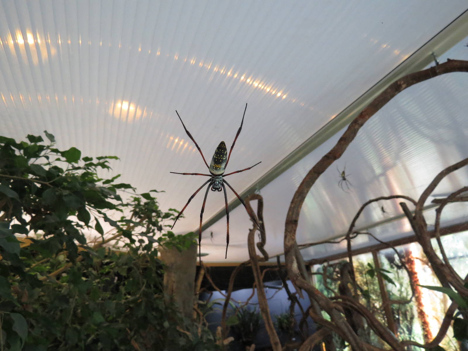 In with the spiders - Orb web spider in walkthrough, July 2015.