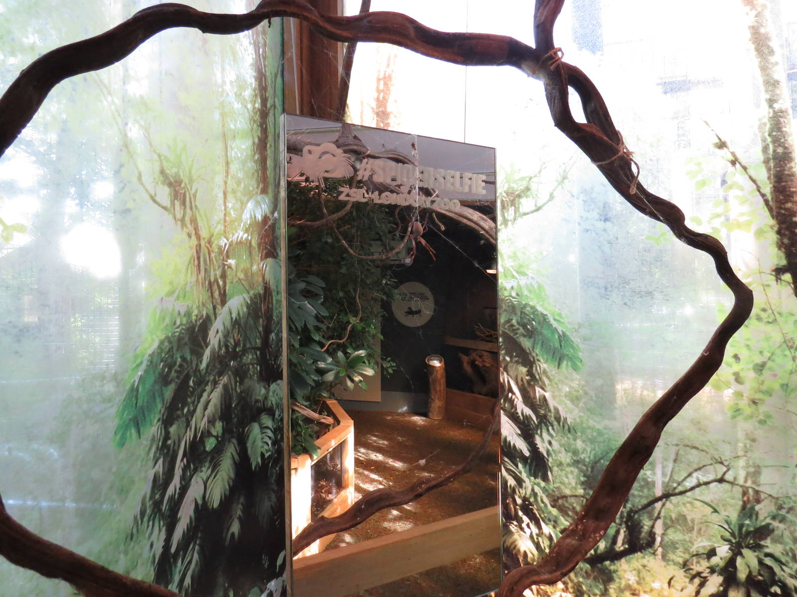 In with the spiders - take a selfie with an orb web spider, July 2015.