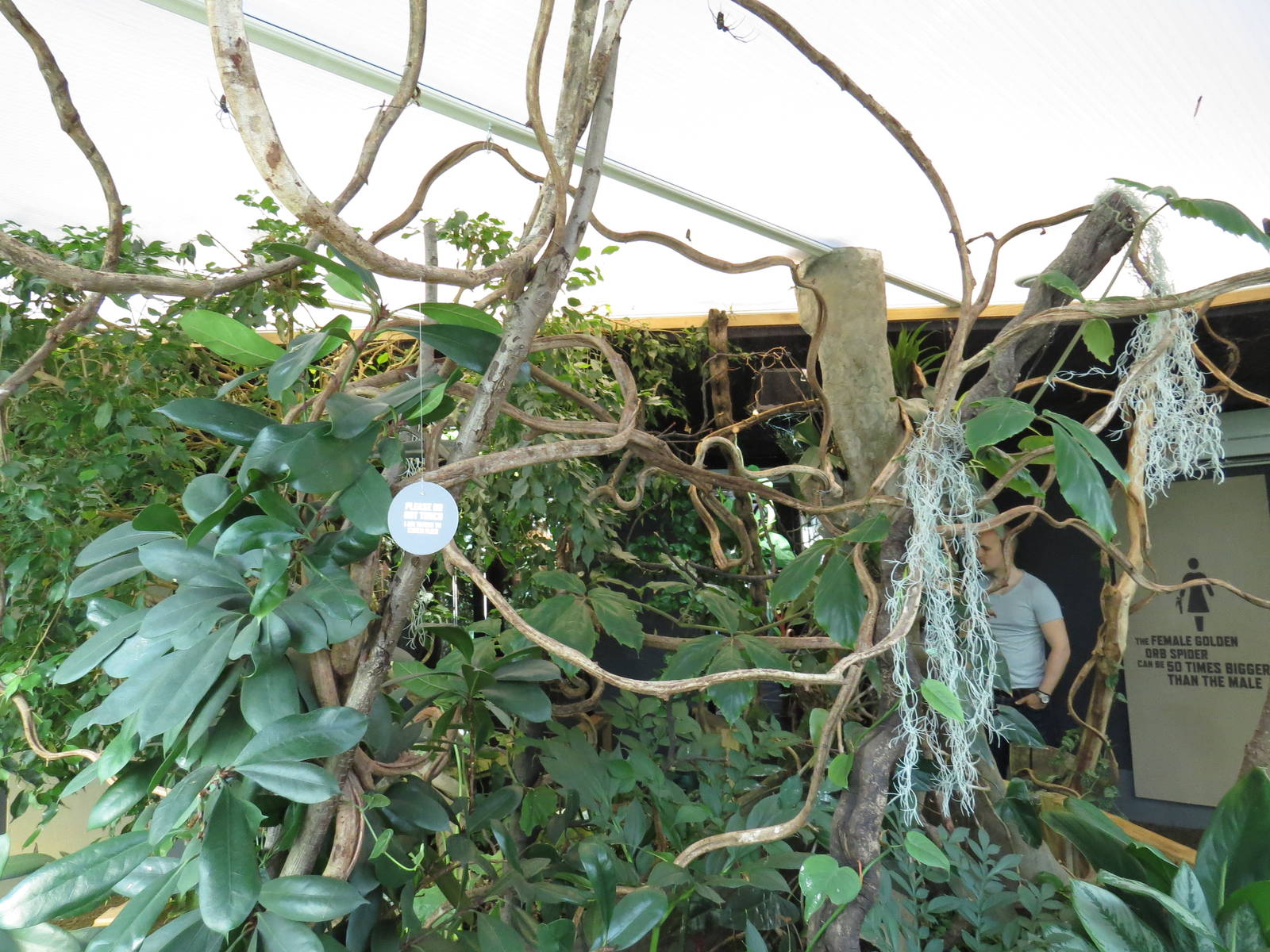 In with the spiders walkthrough, July 2015.