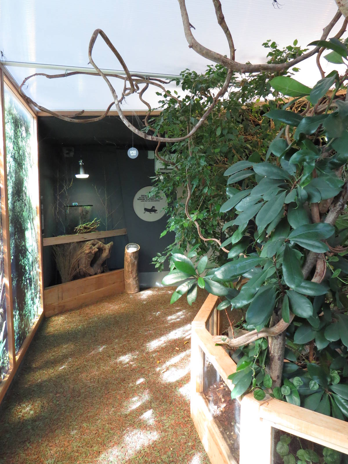 In with the spiders walkthrough with social spider display, July 2015.