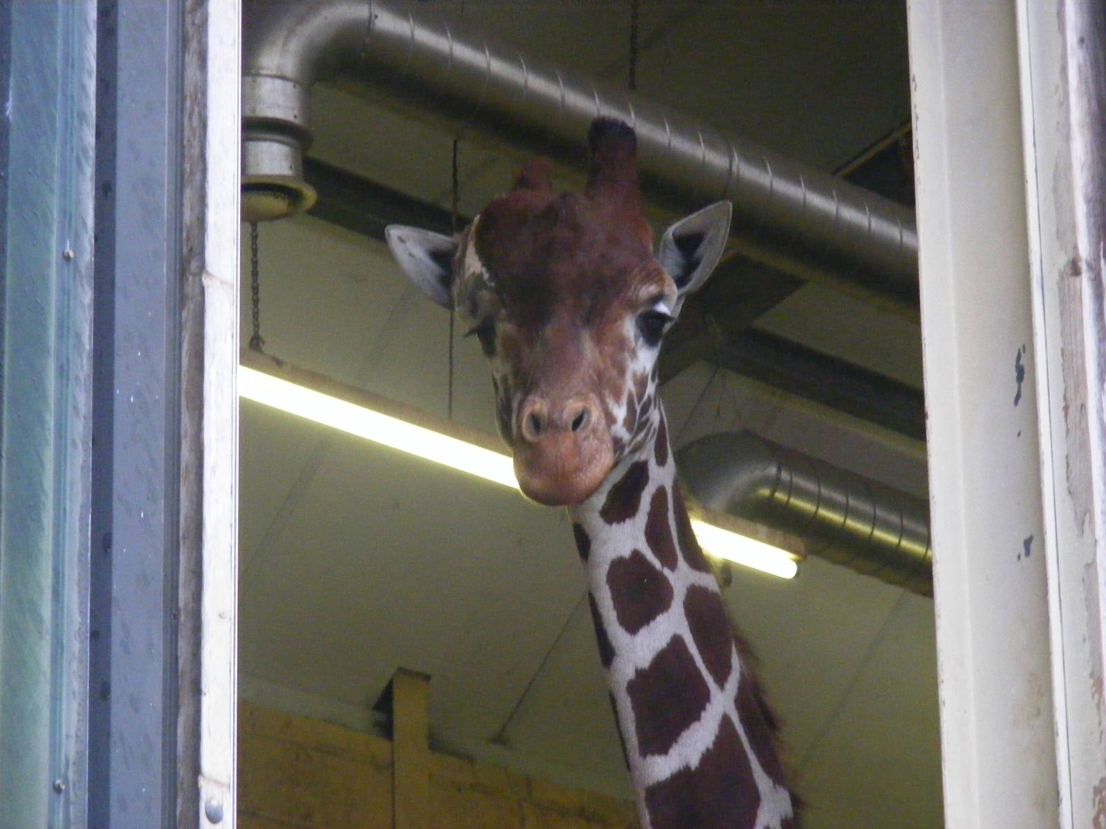 Ina the reticulated giraffe at Whipsnade Zoo, 11 November 2010
