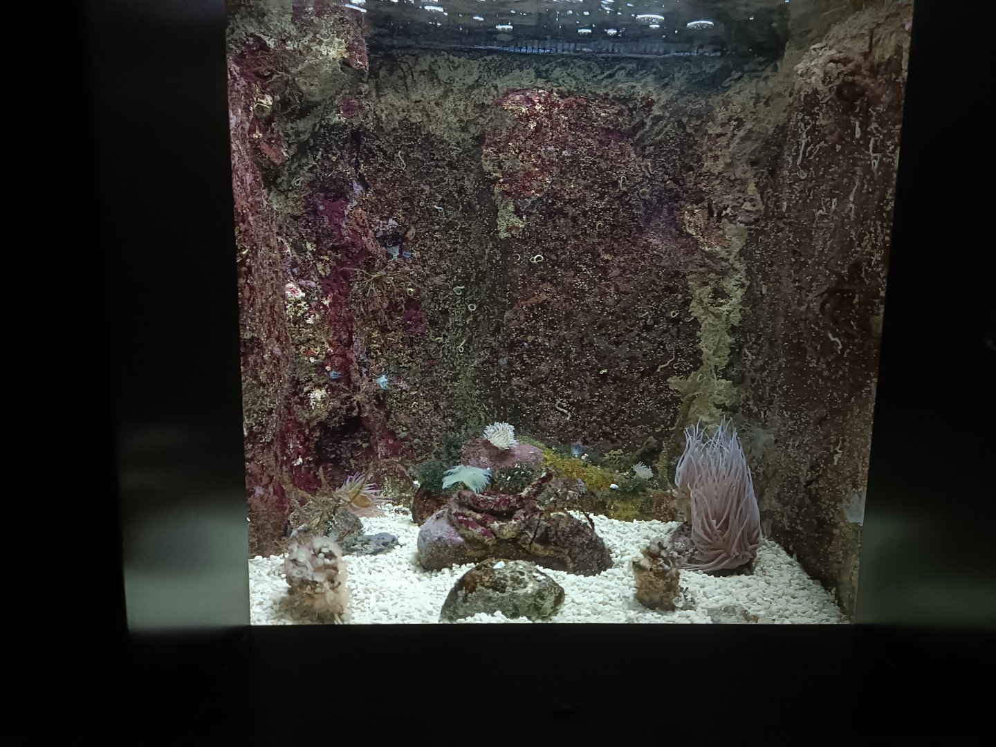 Inachus sp. exhibit - Bioparc Acuario de Gijón