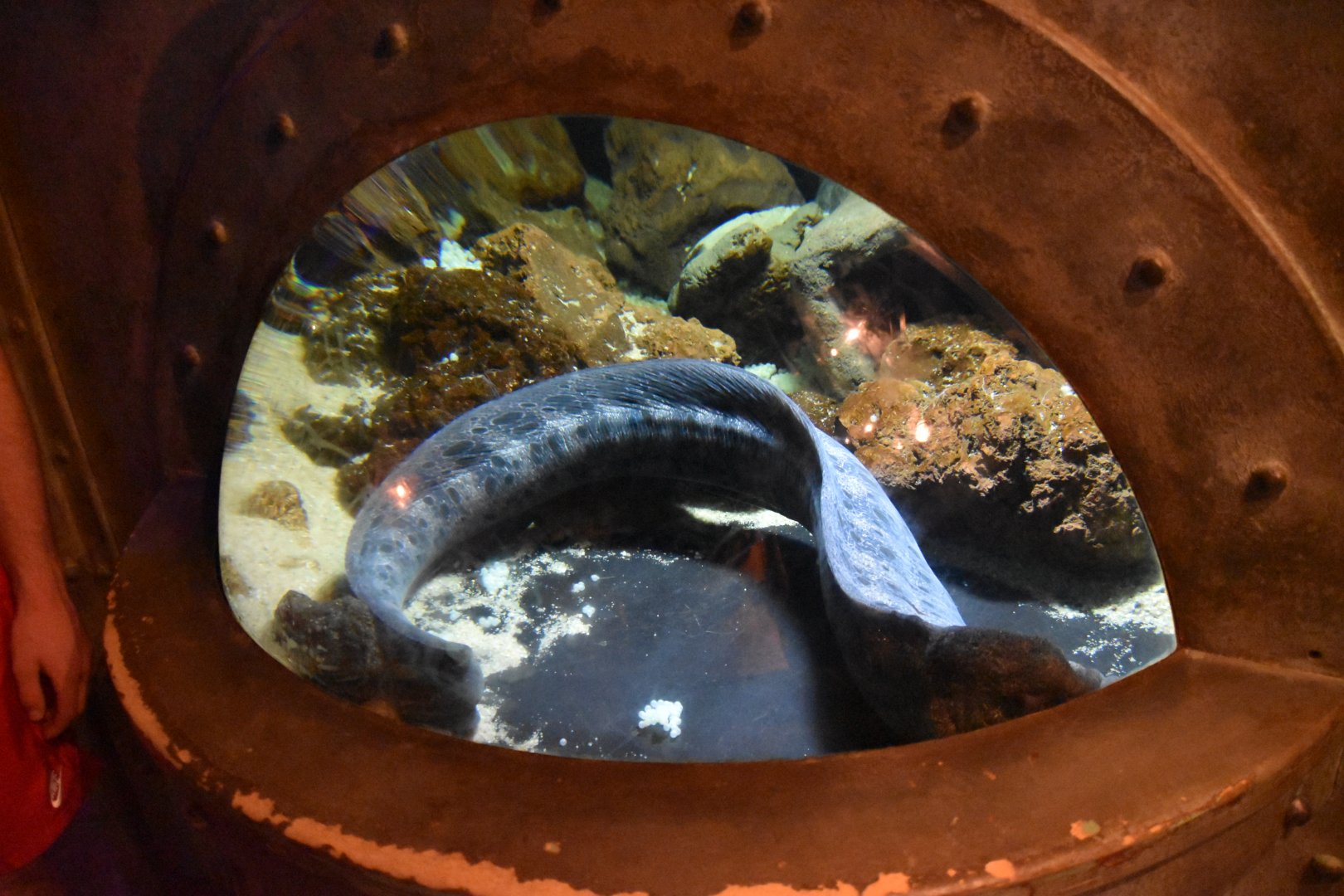Inadequate exhibit for Wolf eel