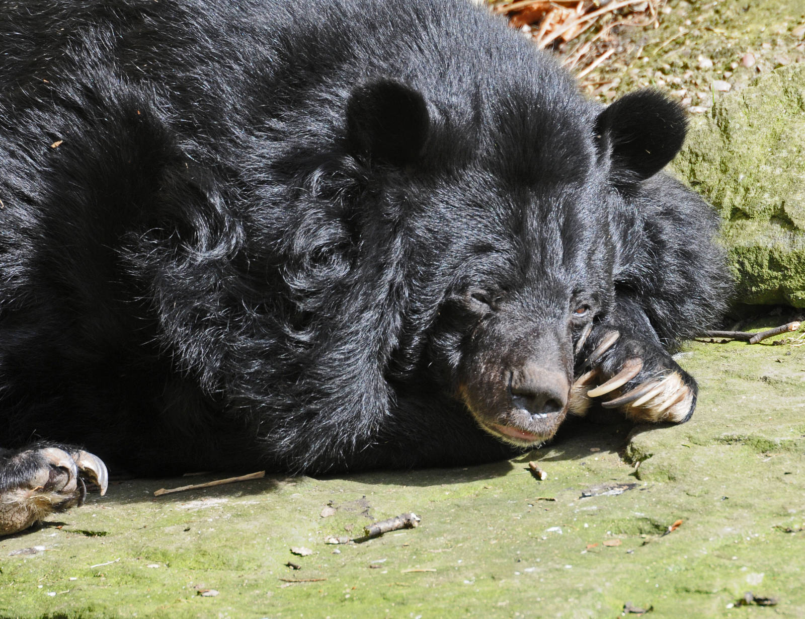 Inca - Asiatic Black Bear