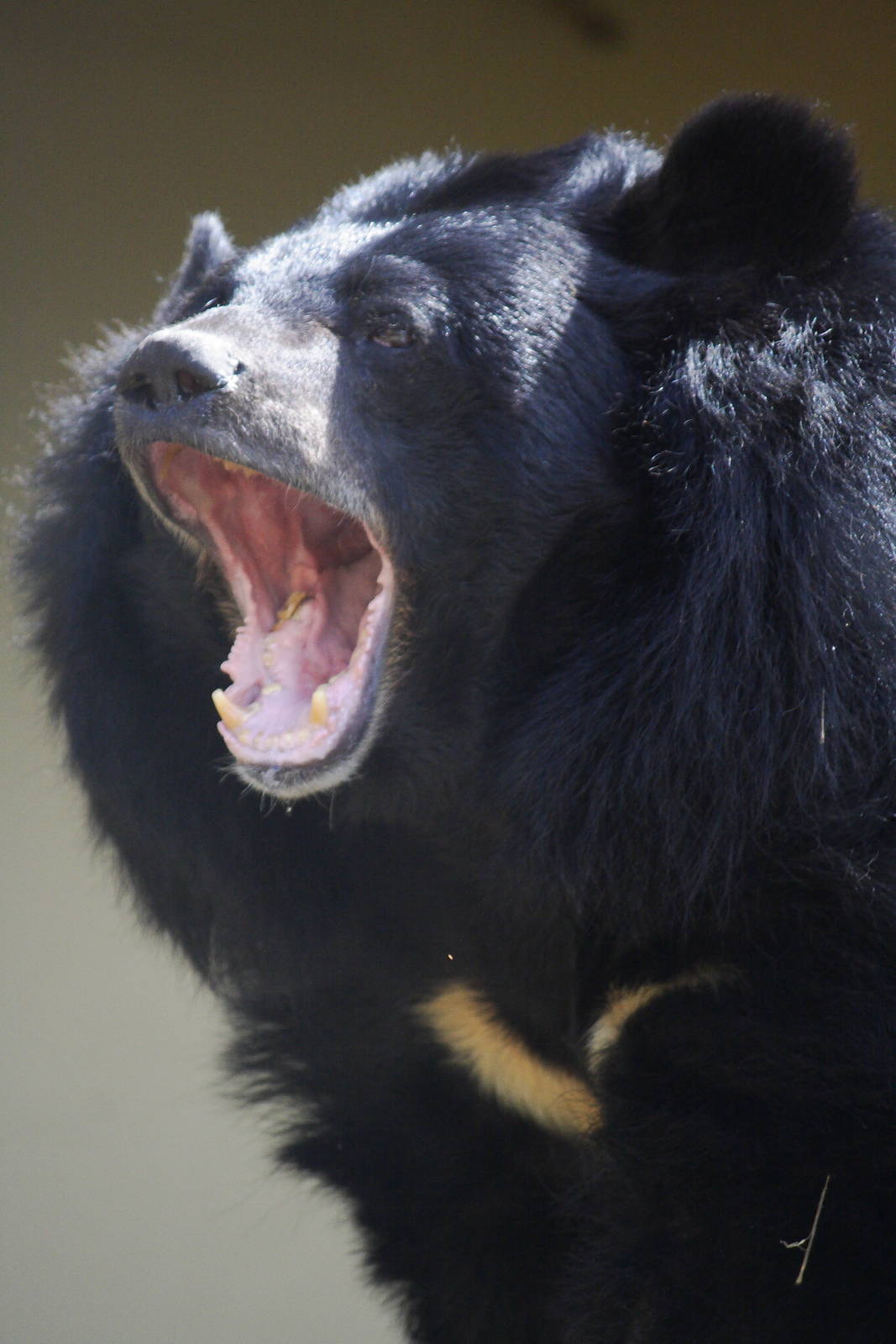 Inca - Asiatic black bear