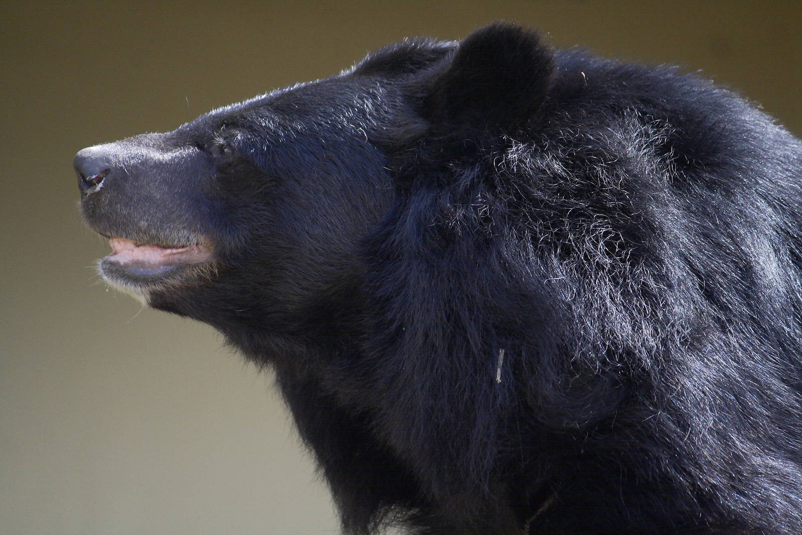 Inca - Asiatic black bear