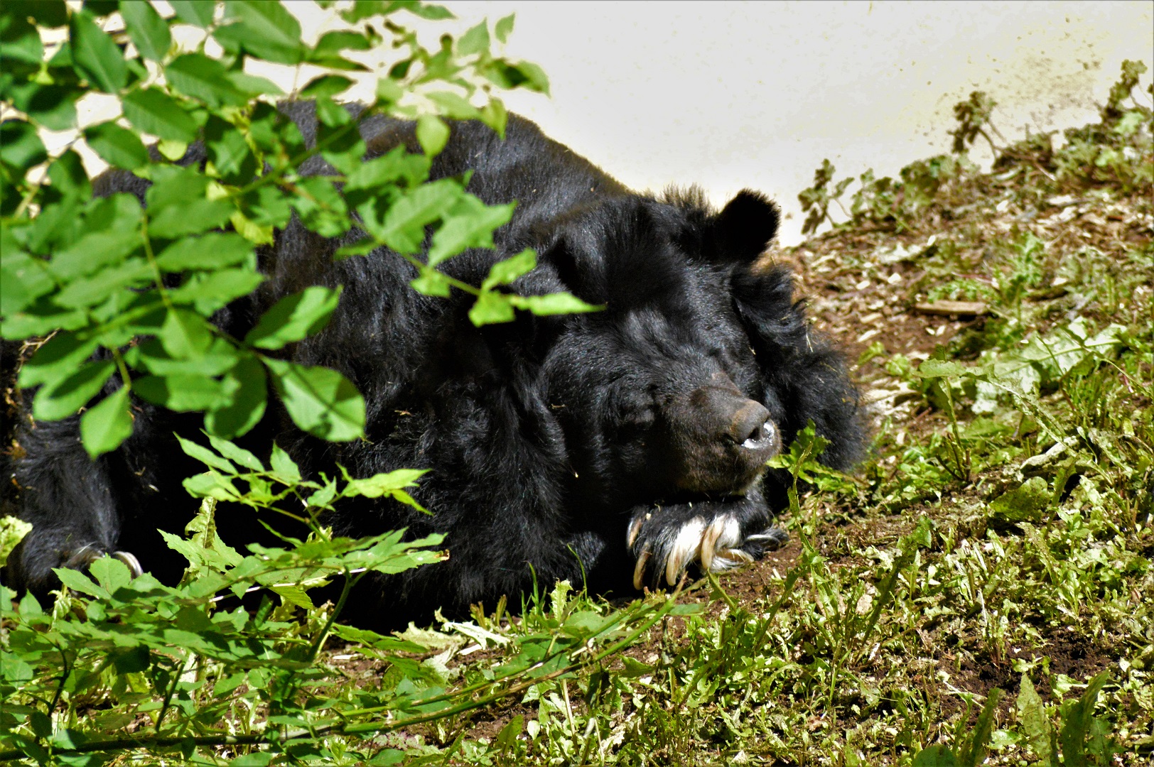 Inca (Asiatic black bear)