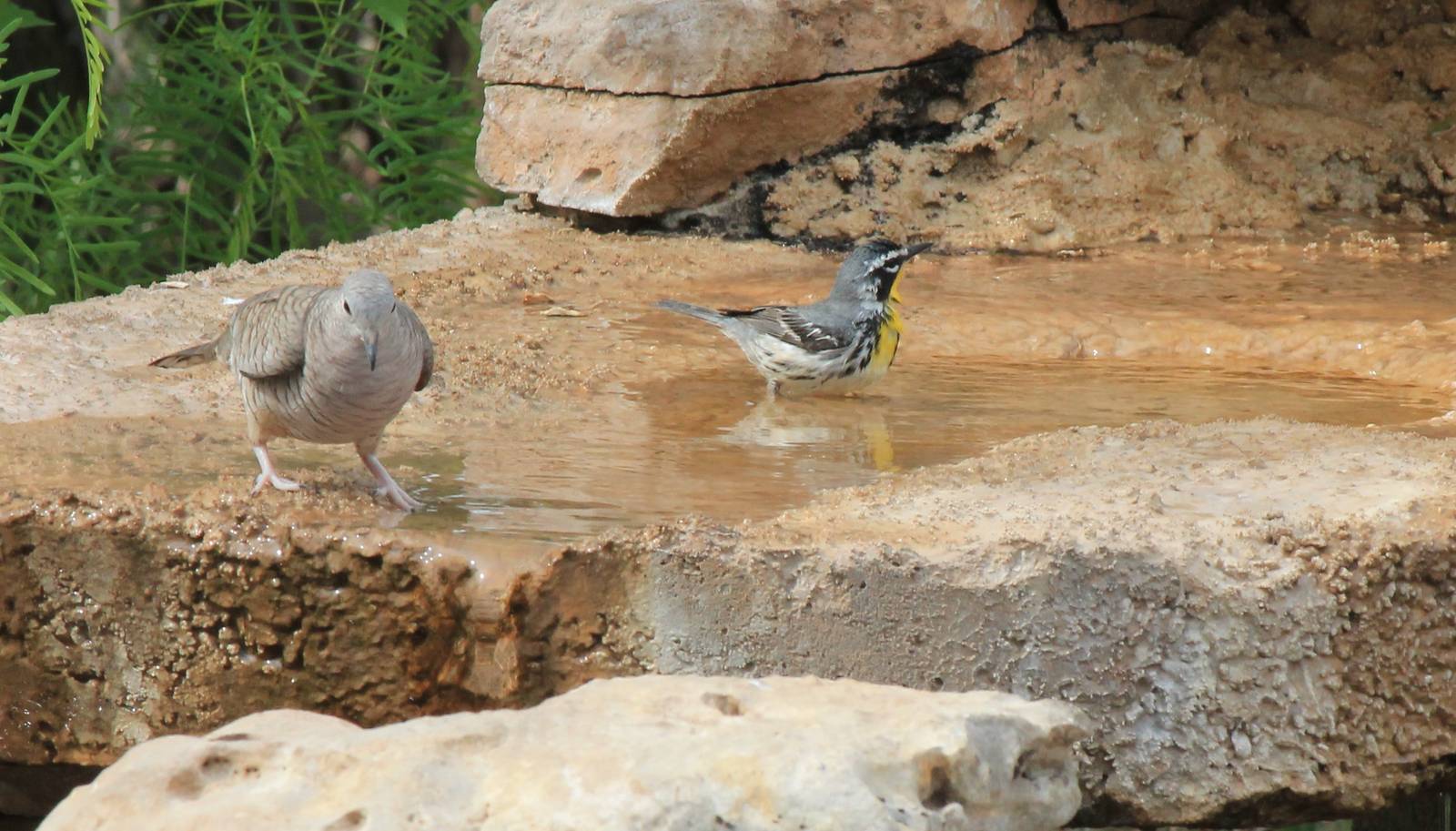 Inca Dove and Yellow-Throated Warbler