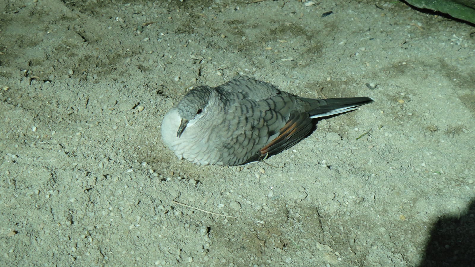 Inca dove at North Carolina zoo 2015-1-19