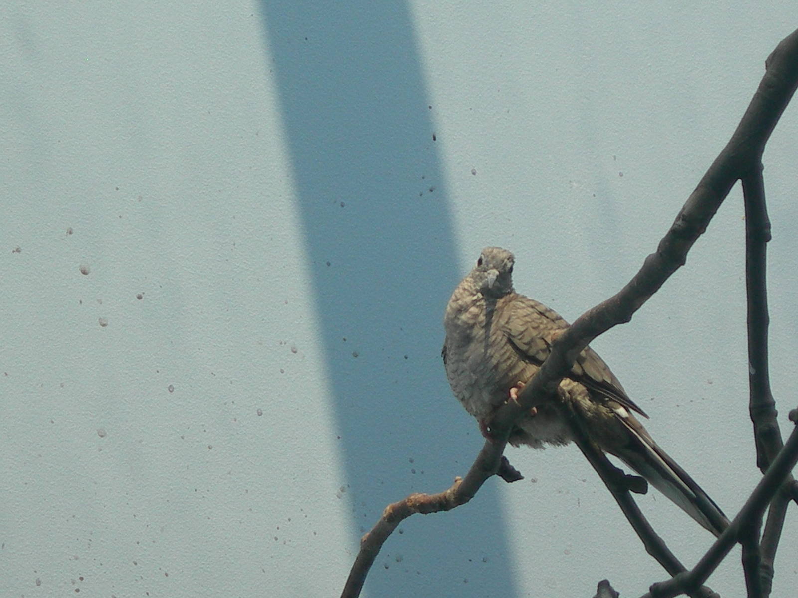Inca Dove (Columbina inca)