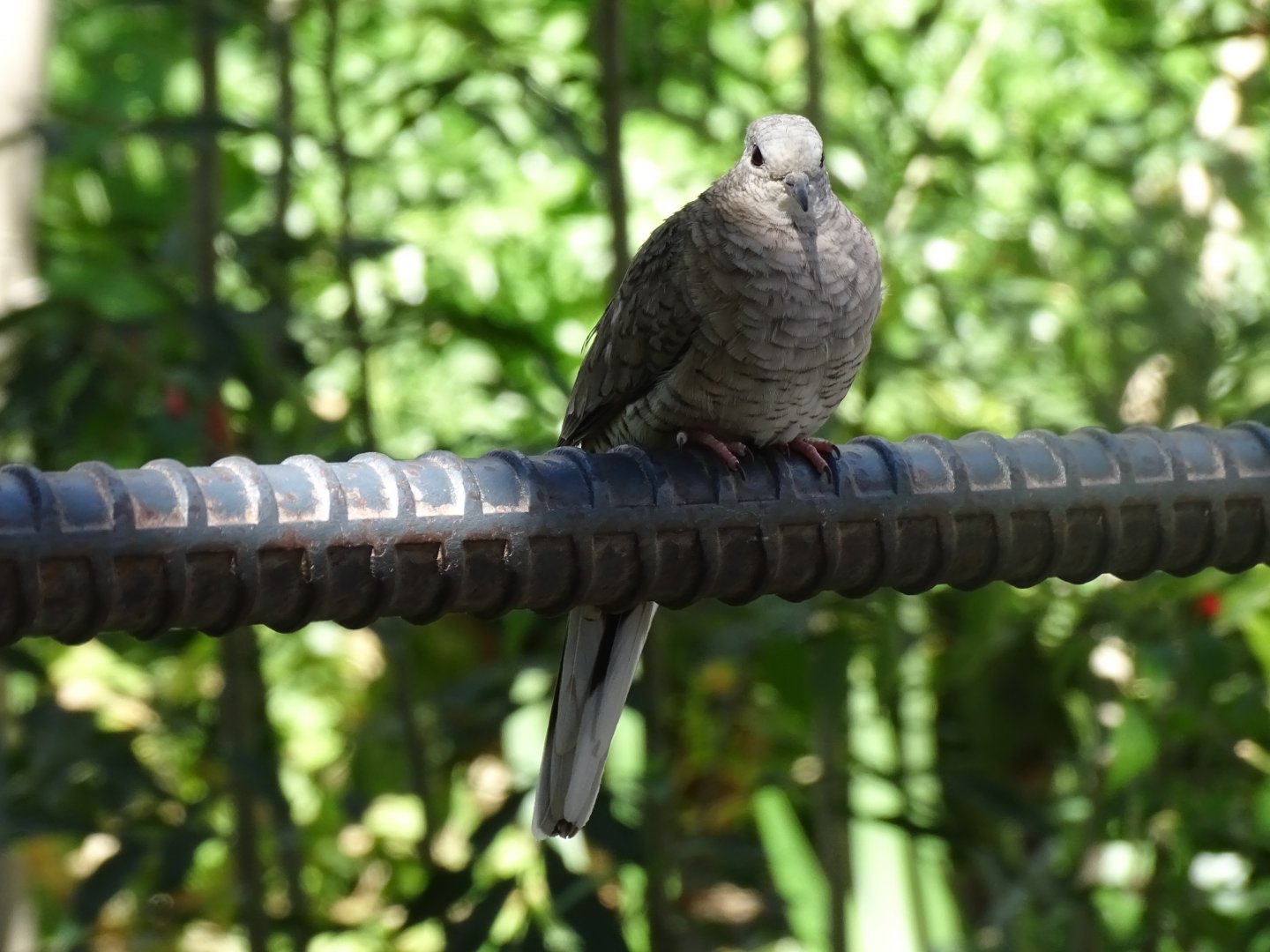 Inca dove (Columbina inca)