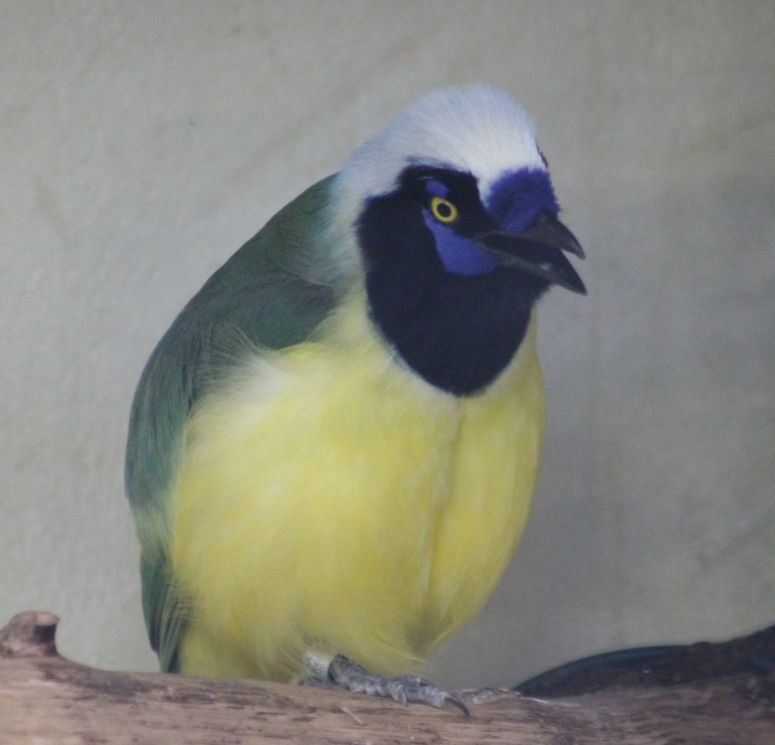 Inca green jay