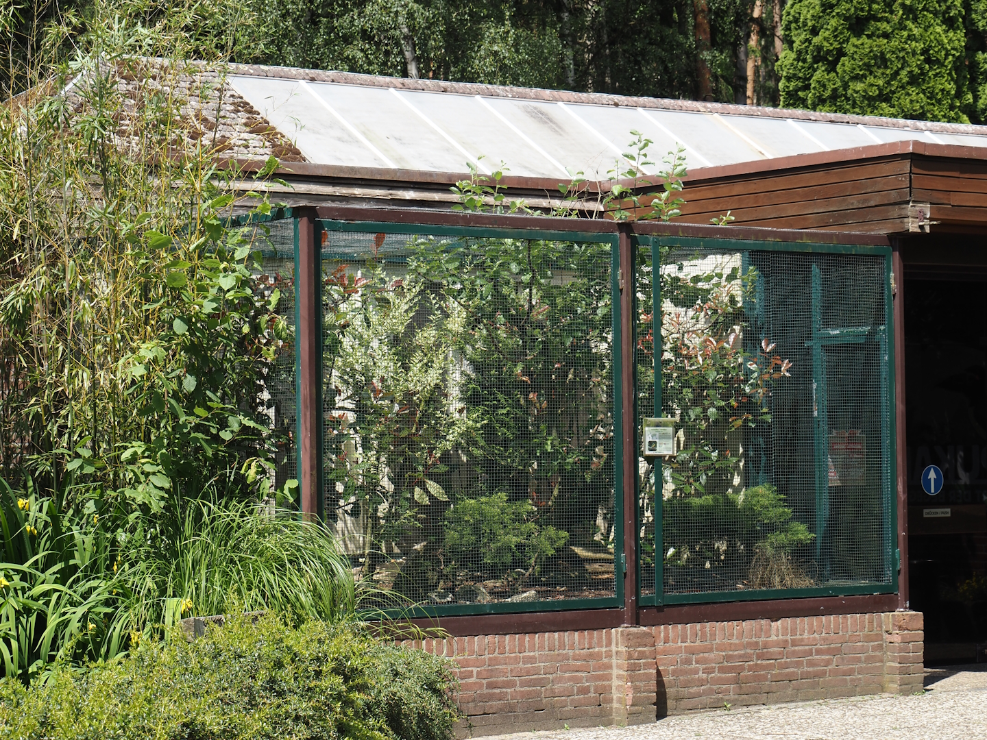Inca jay aviary, 2024-05-23
