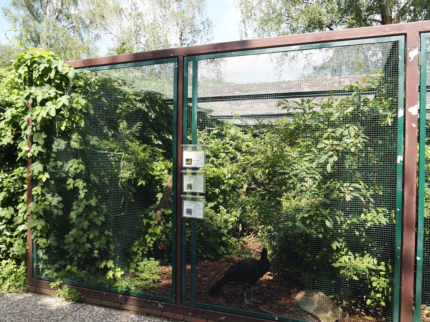 Inca jay, Chestnut-eared aracari and Red-billed curassow aviary, 2024-05-23