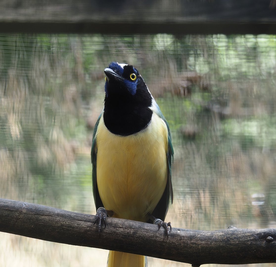 Inca jay (Cyanocorax yncas), 2024-05-23