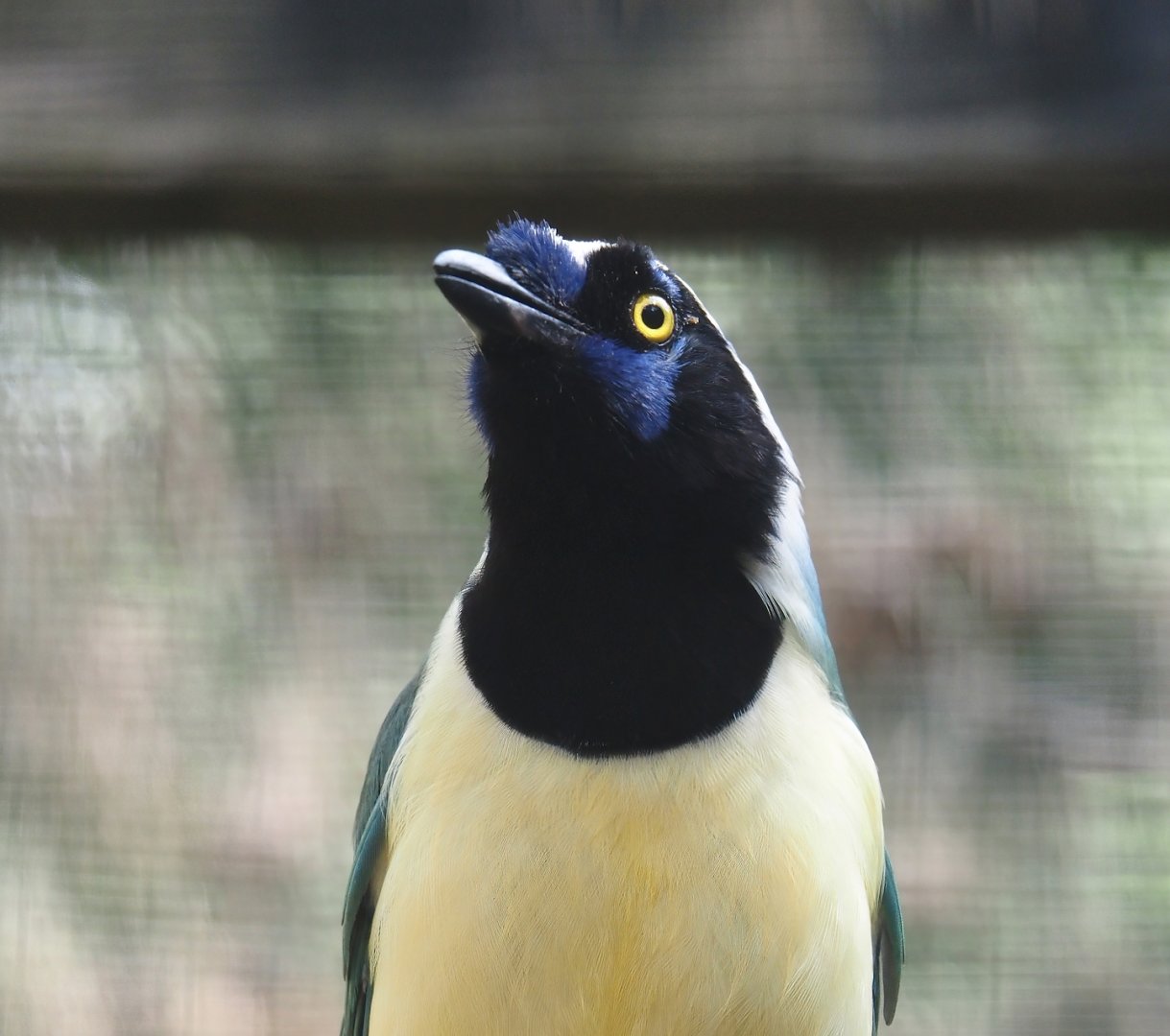 Inca jay (Cyanocorax yncas), 2024-05-23