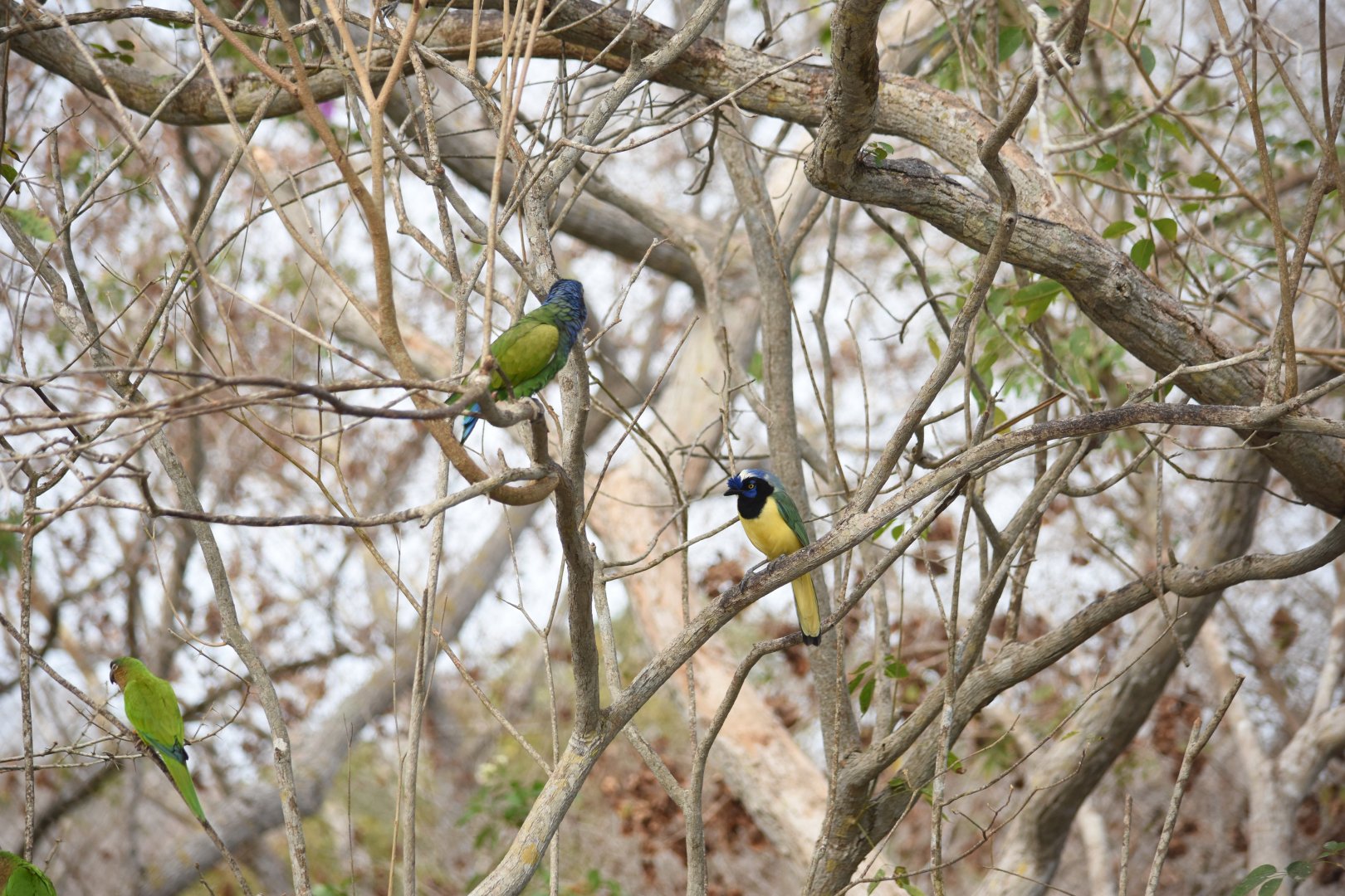Inca jay (Cyanocorax yncas), blue-headed parrot (Pionus menstruus) and brown-throated parakeet (Eupsittula pertinax)