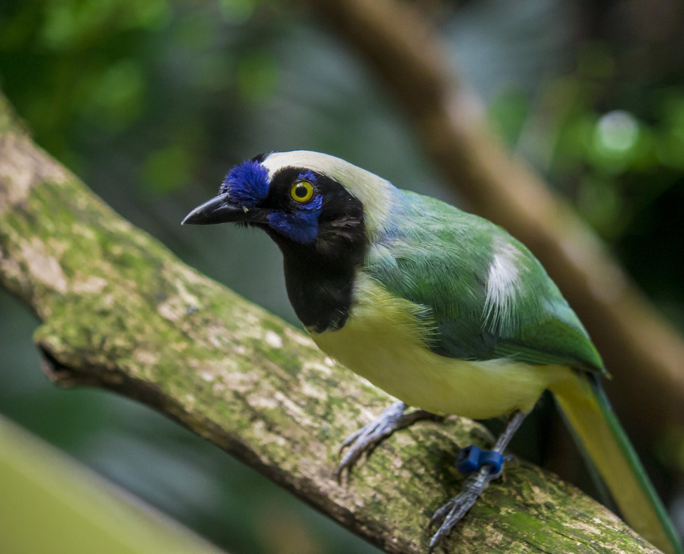 Inca jay, Cyanocorax yncas yncas