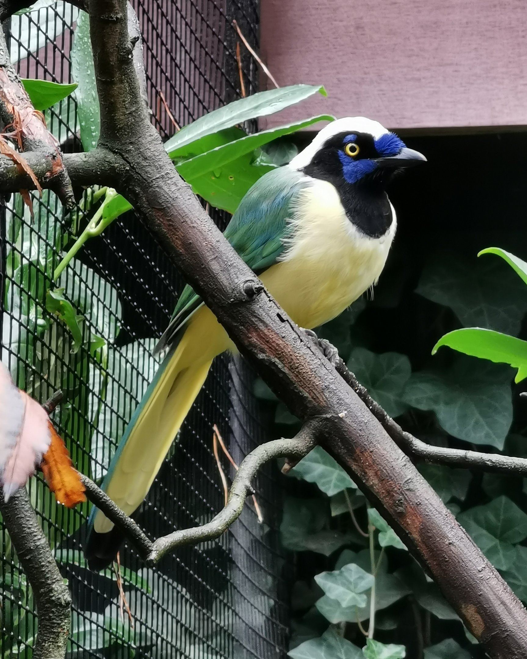 Inca jay (Cyanocorax yncas)