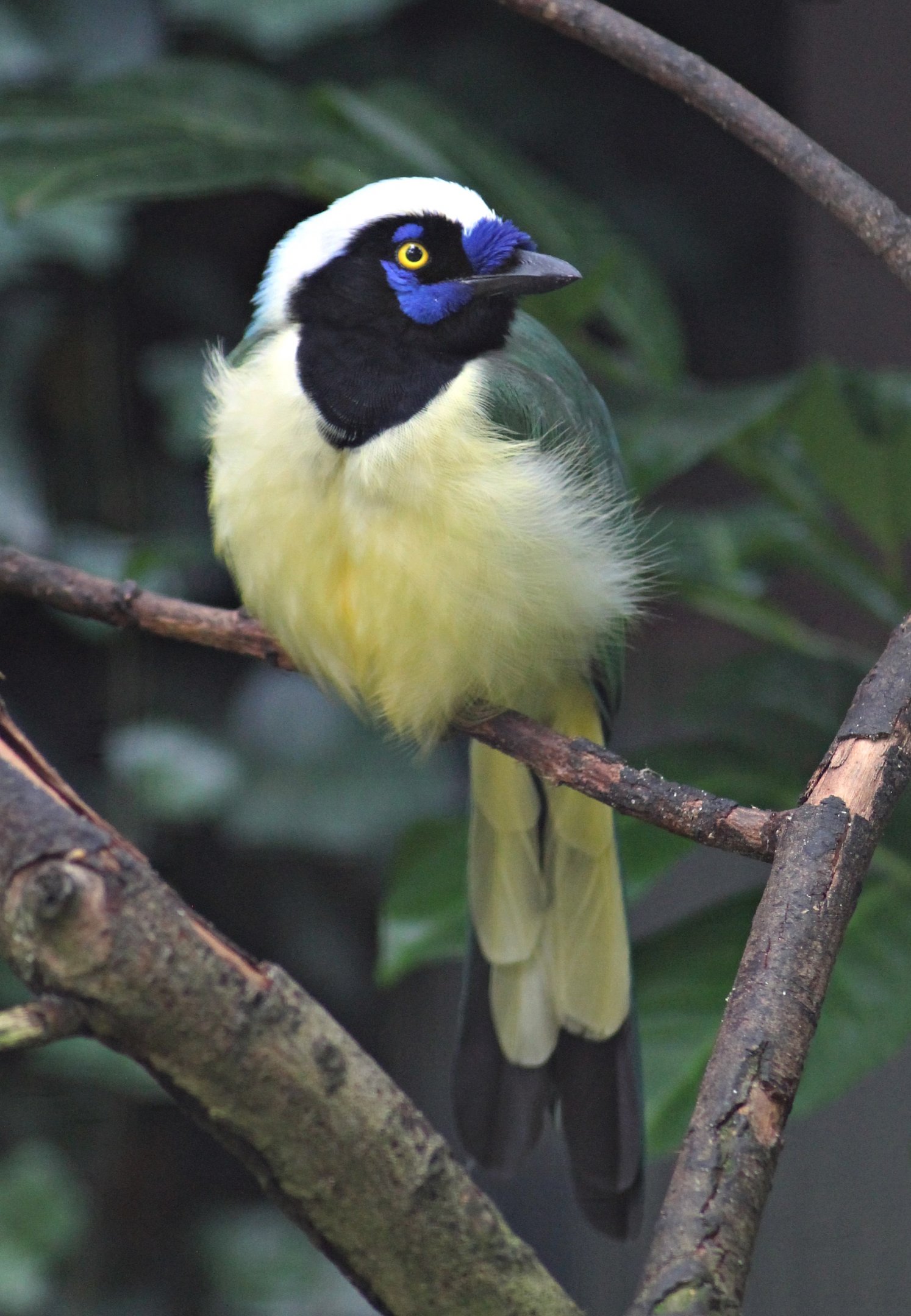Inca Jay (Cyanocorax yncas)