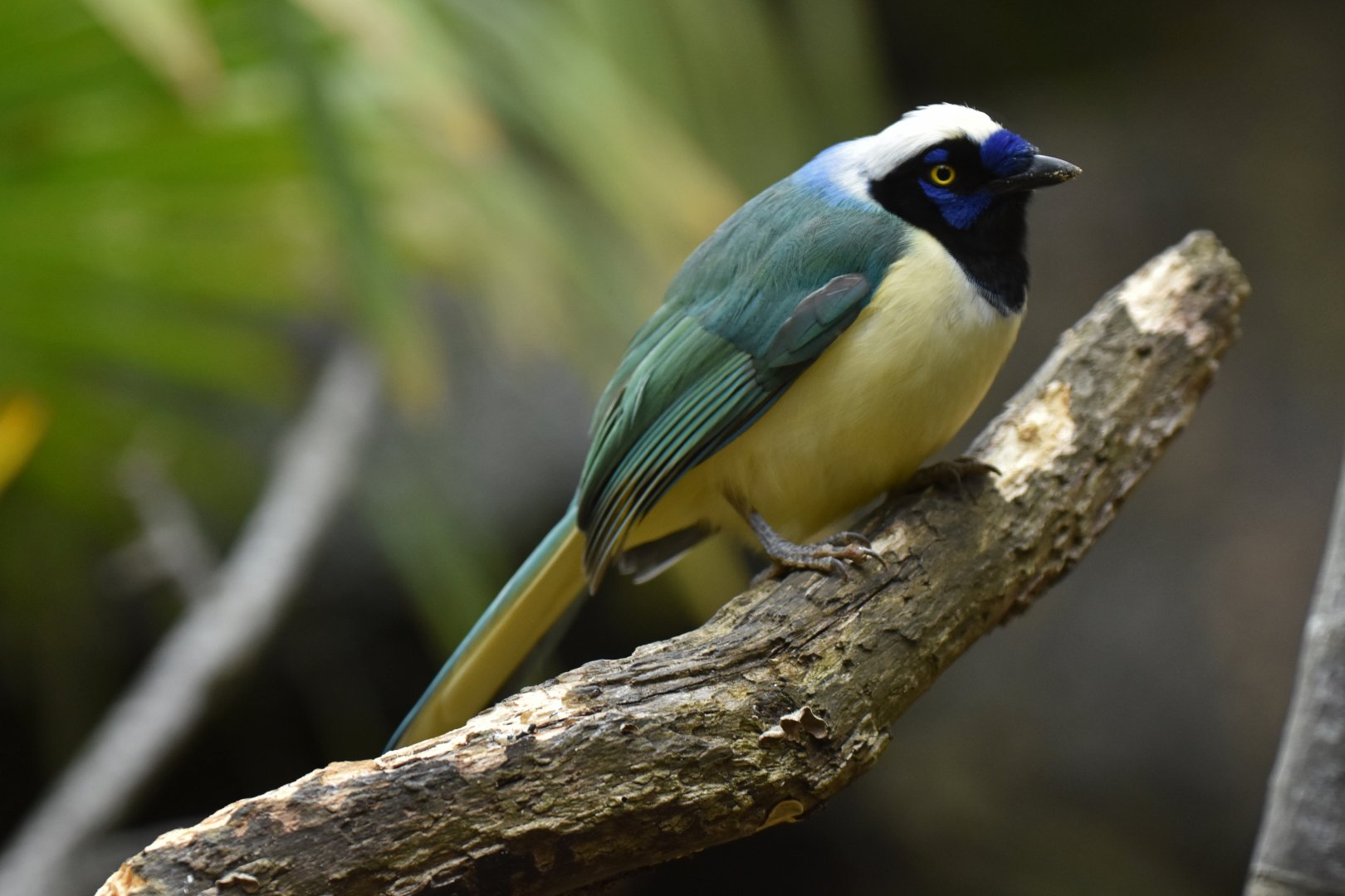 Inca Jay Cyanocorax yncas