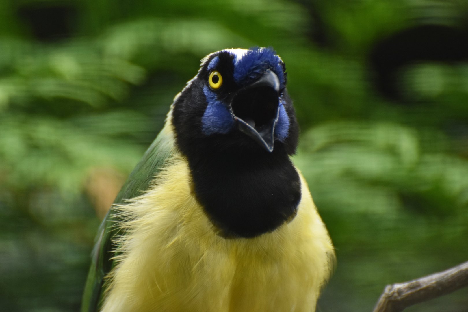 Inca Jay Cyanocorax yncas