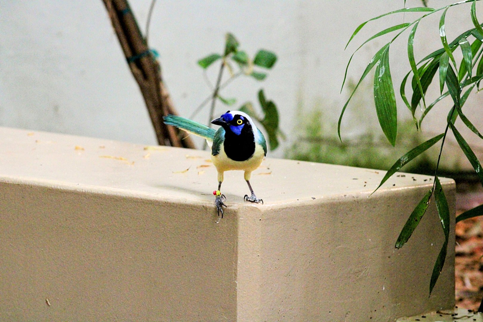 Inca Jay [February 16, 2022]