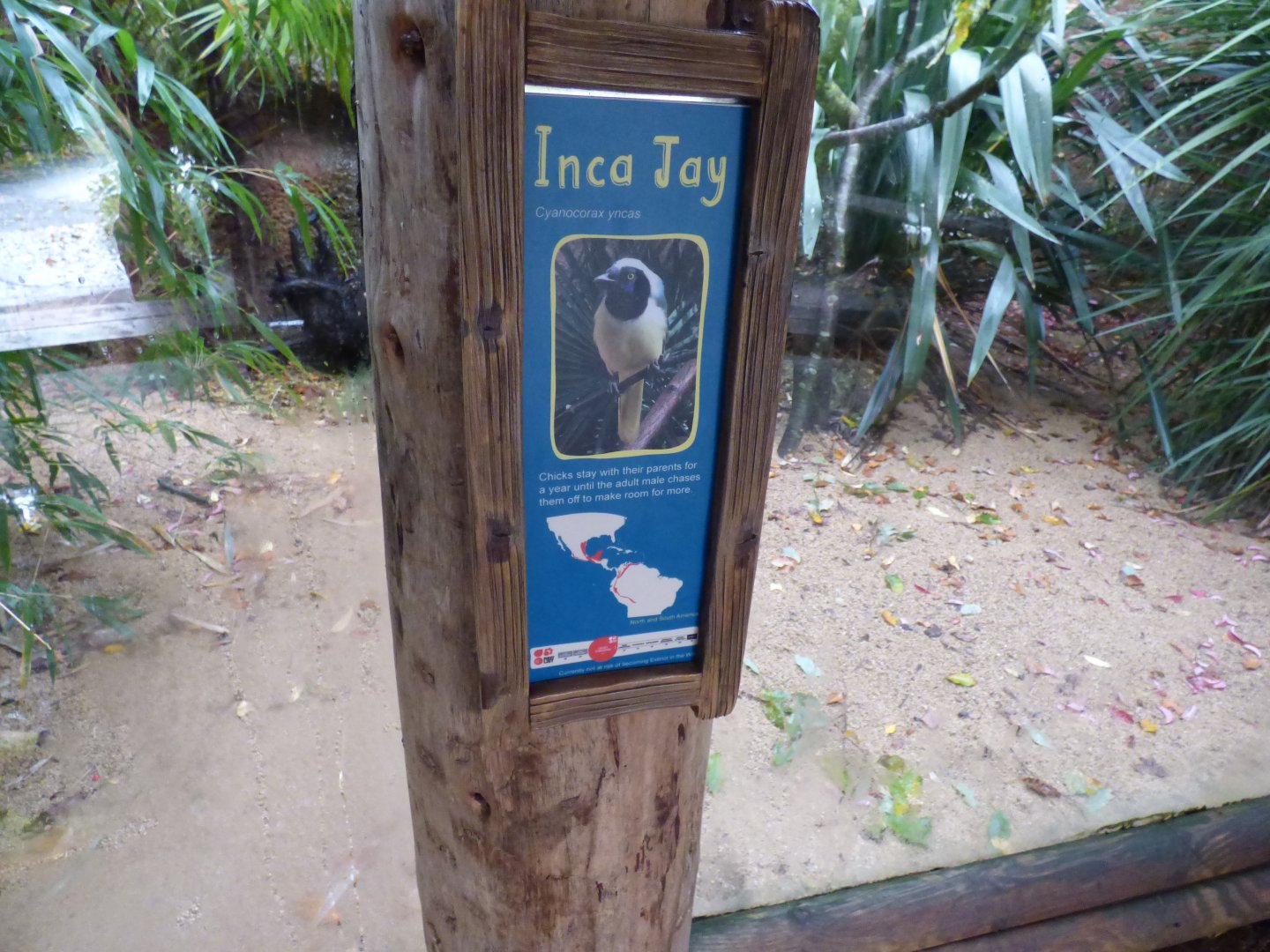 Inca Jay signage in Magnificent Macaws