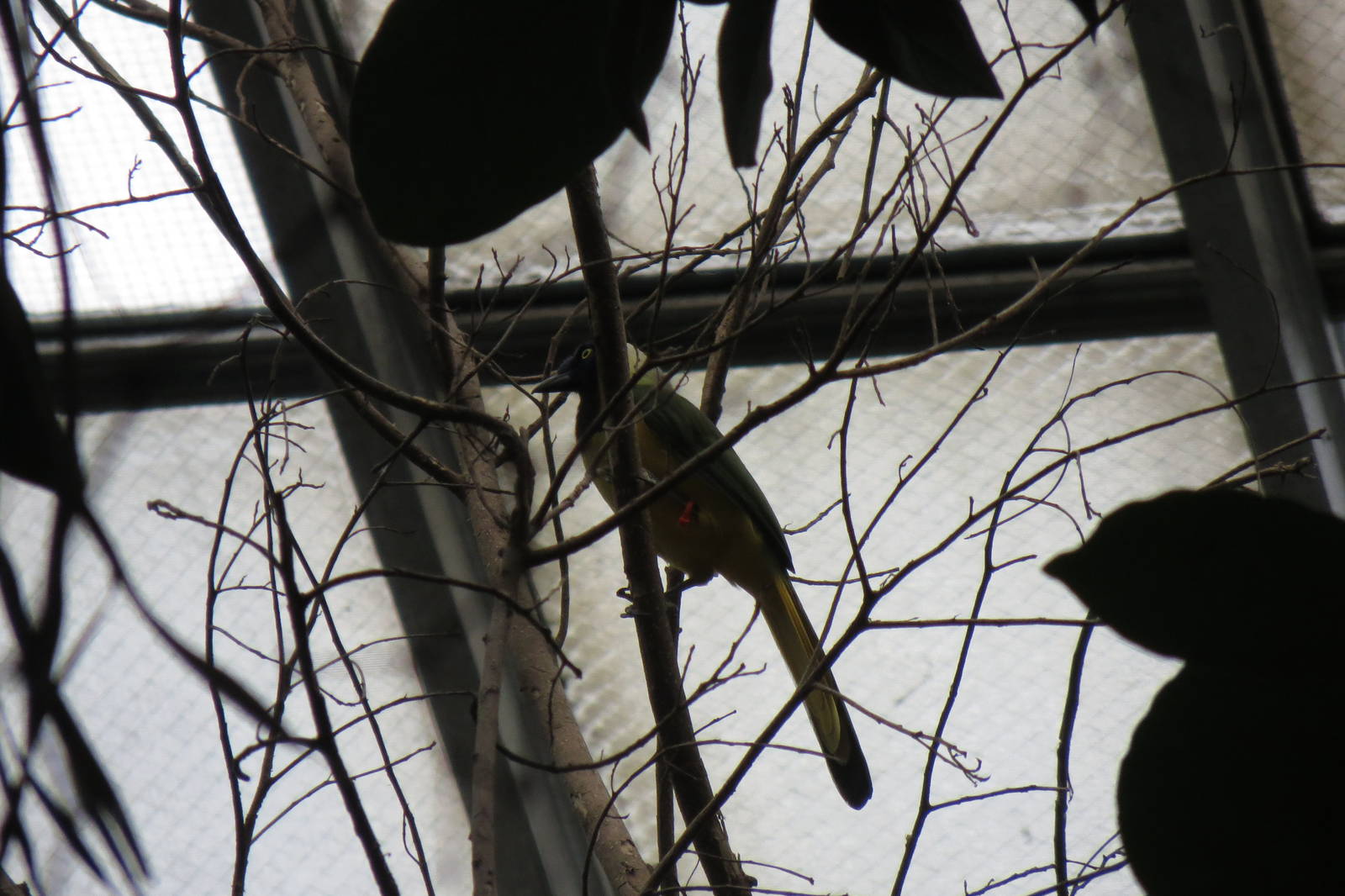 Inca Jay - World of Birds 031215