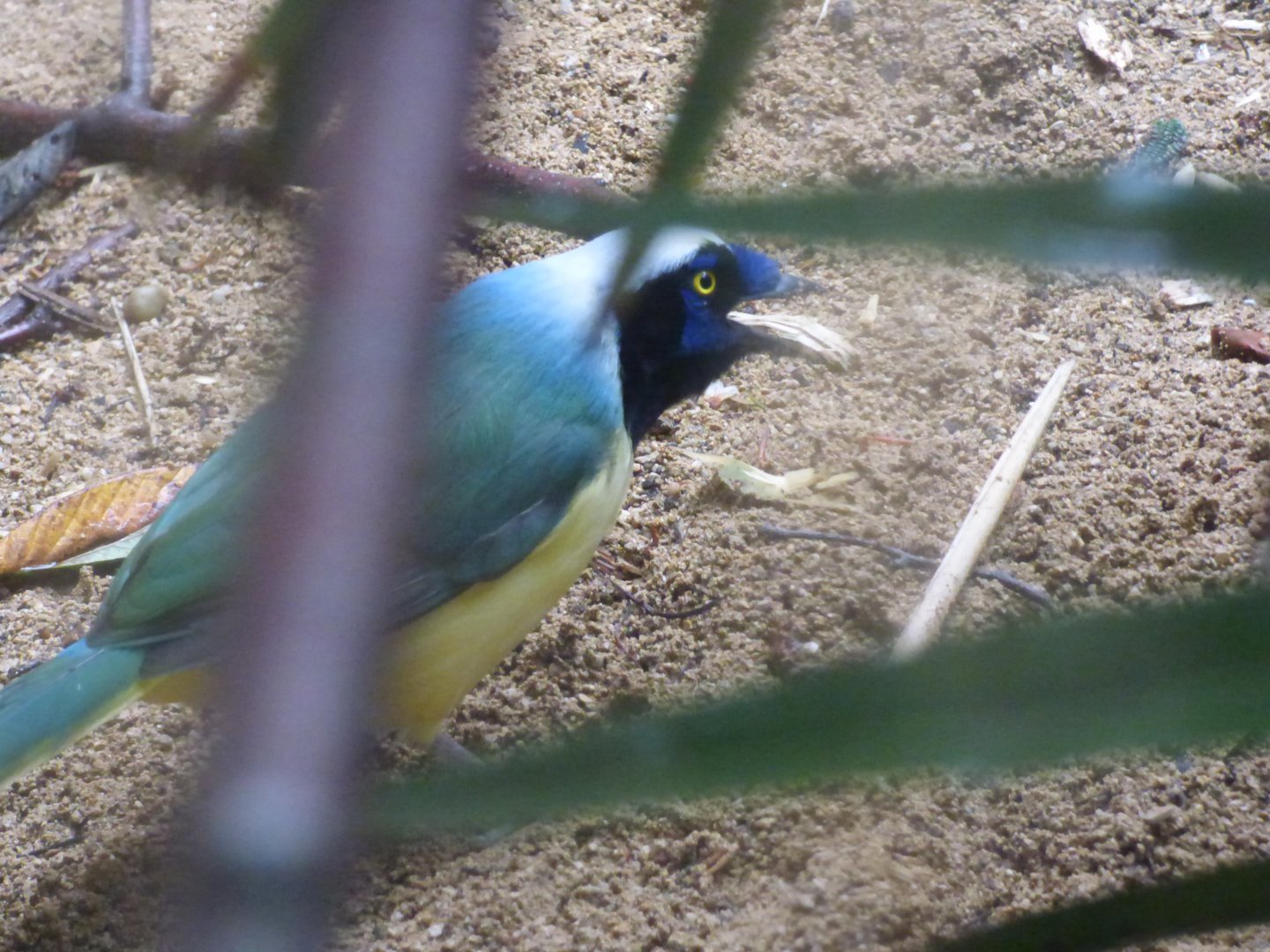 Inca Jay