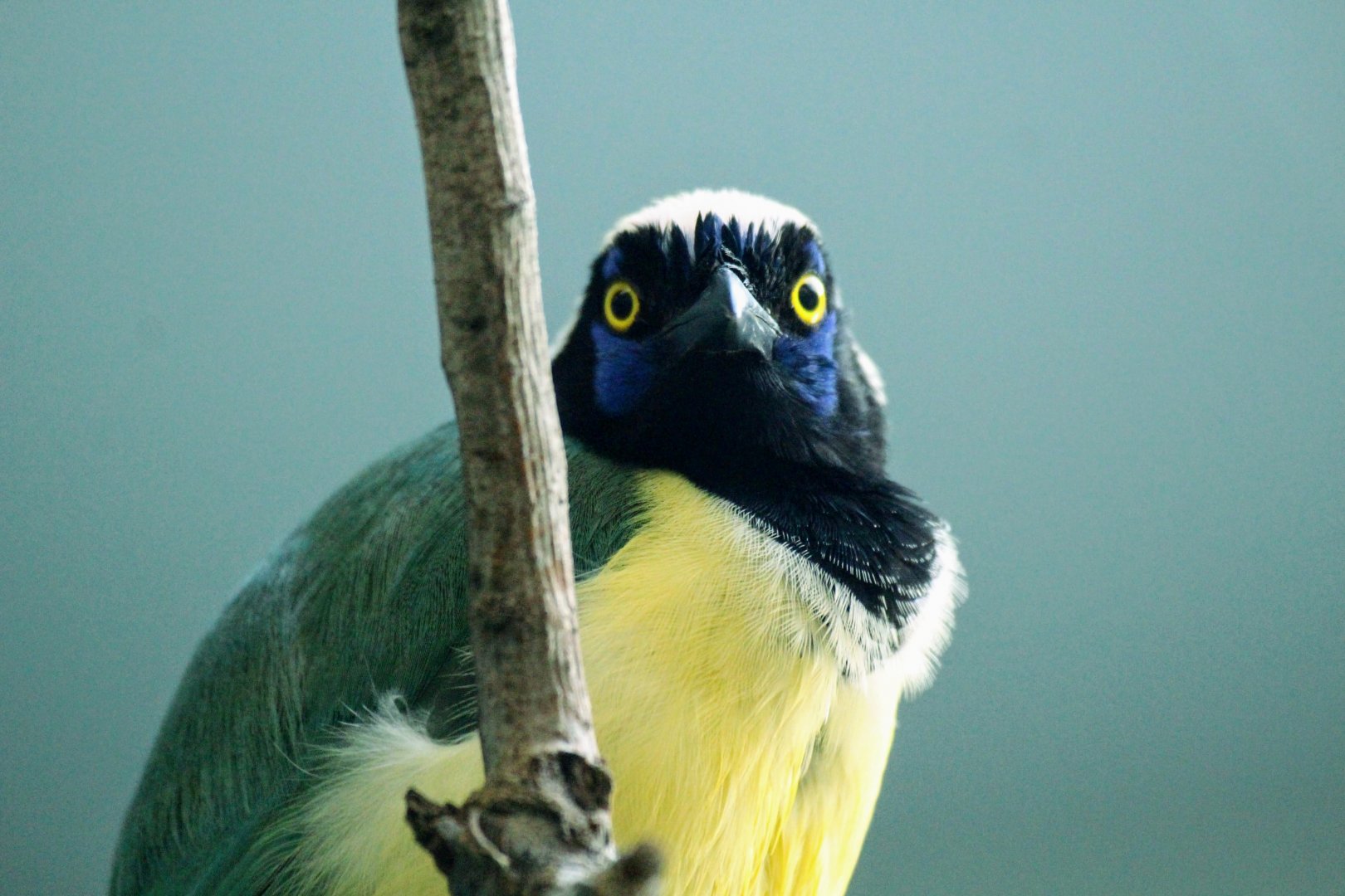 Inca Jay