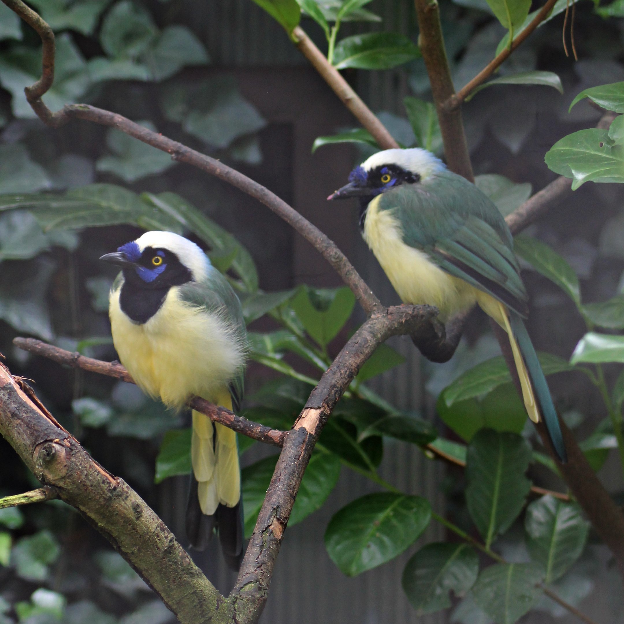 Inca Jays (Cyanocorax yncas)