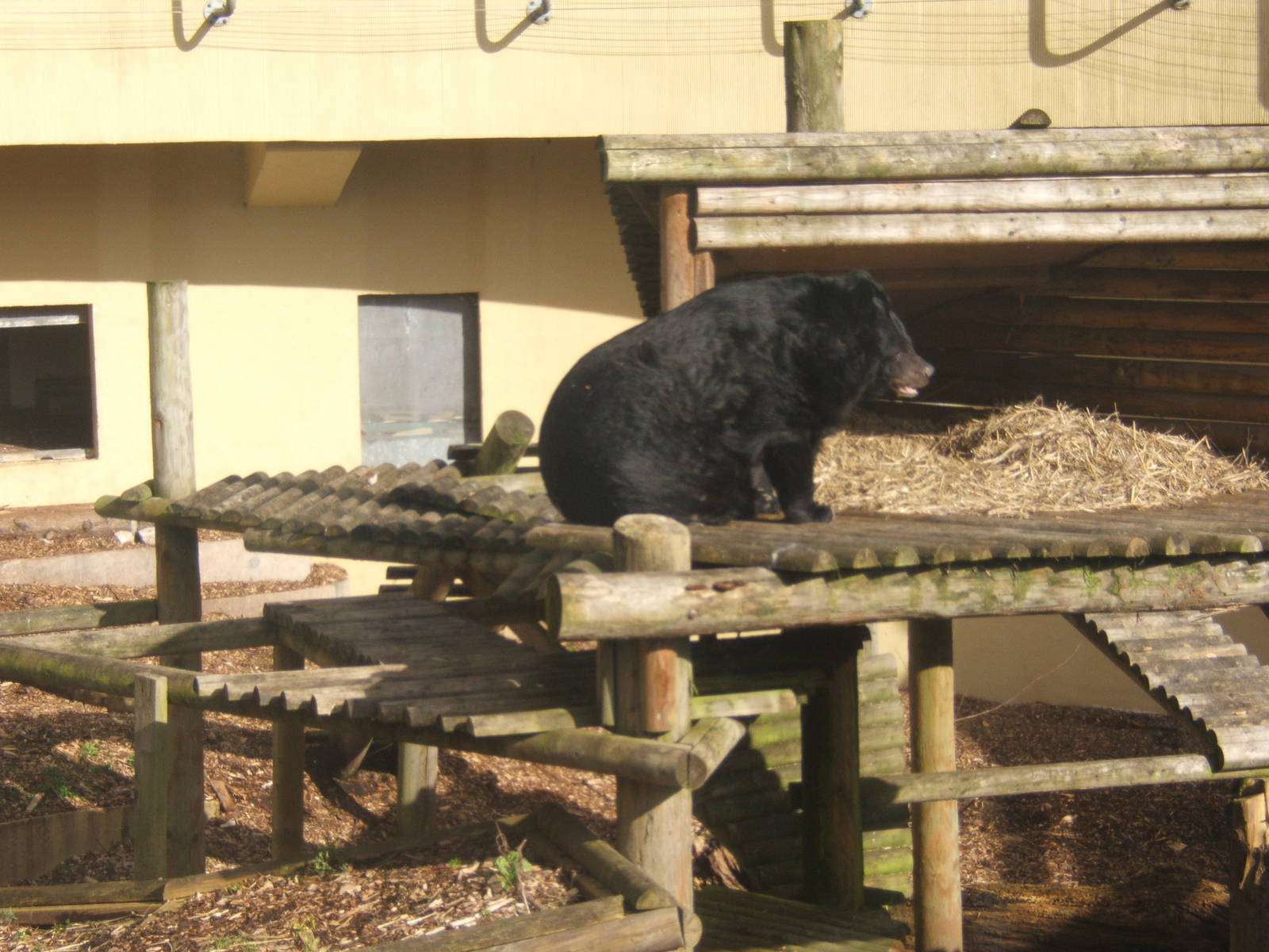 Inca looking all of her 36 years