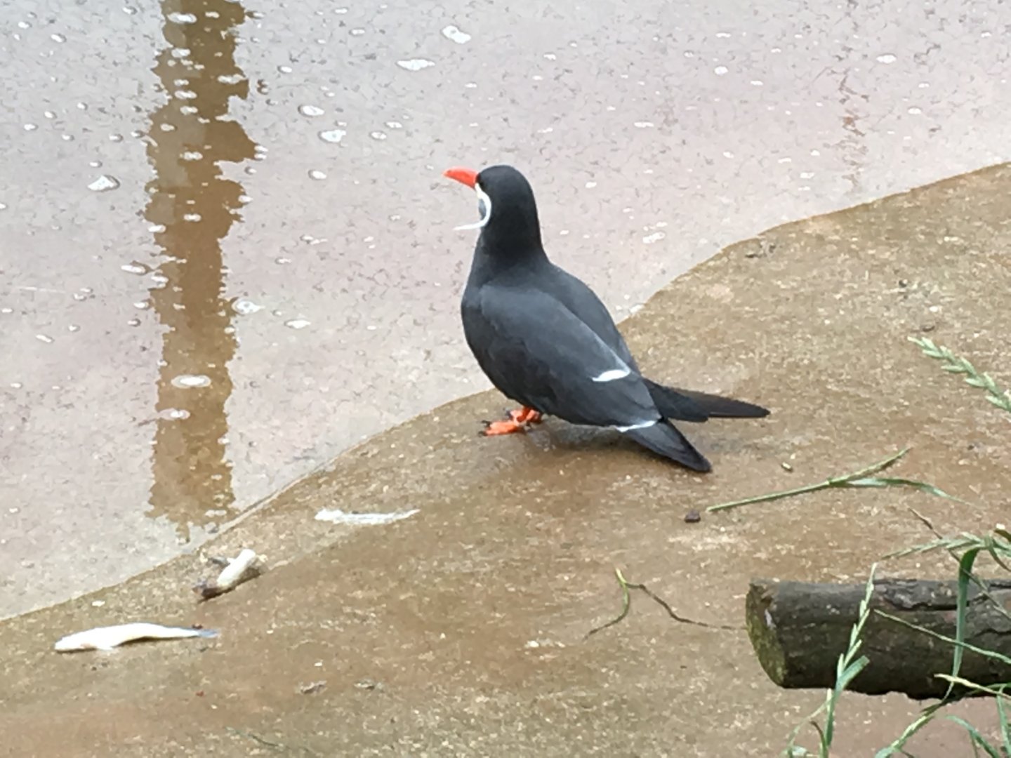Inca tern 030817