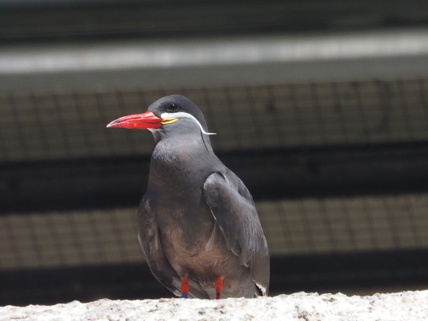 Inca Tern 1
