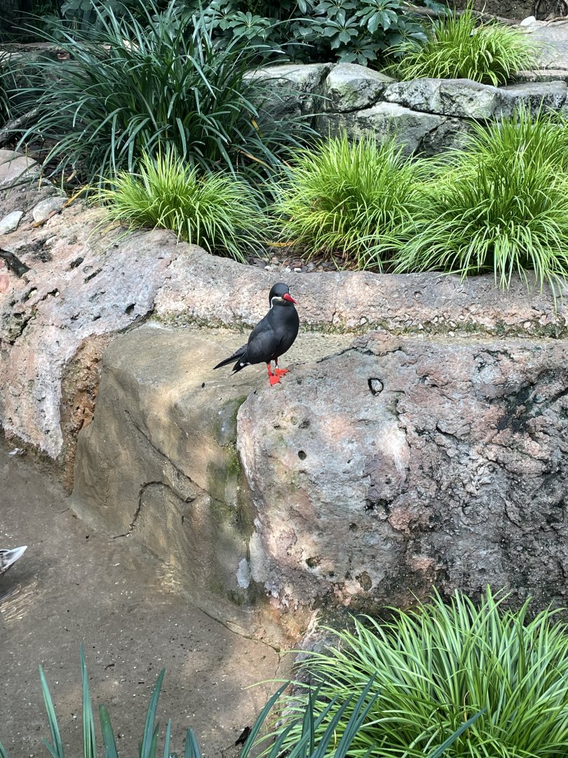 Inca Tern (10/7/23)
