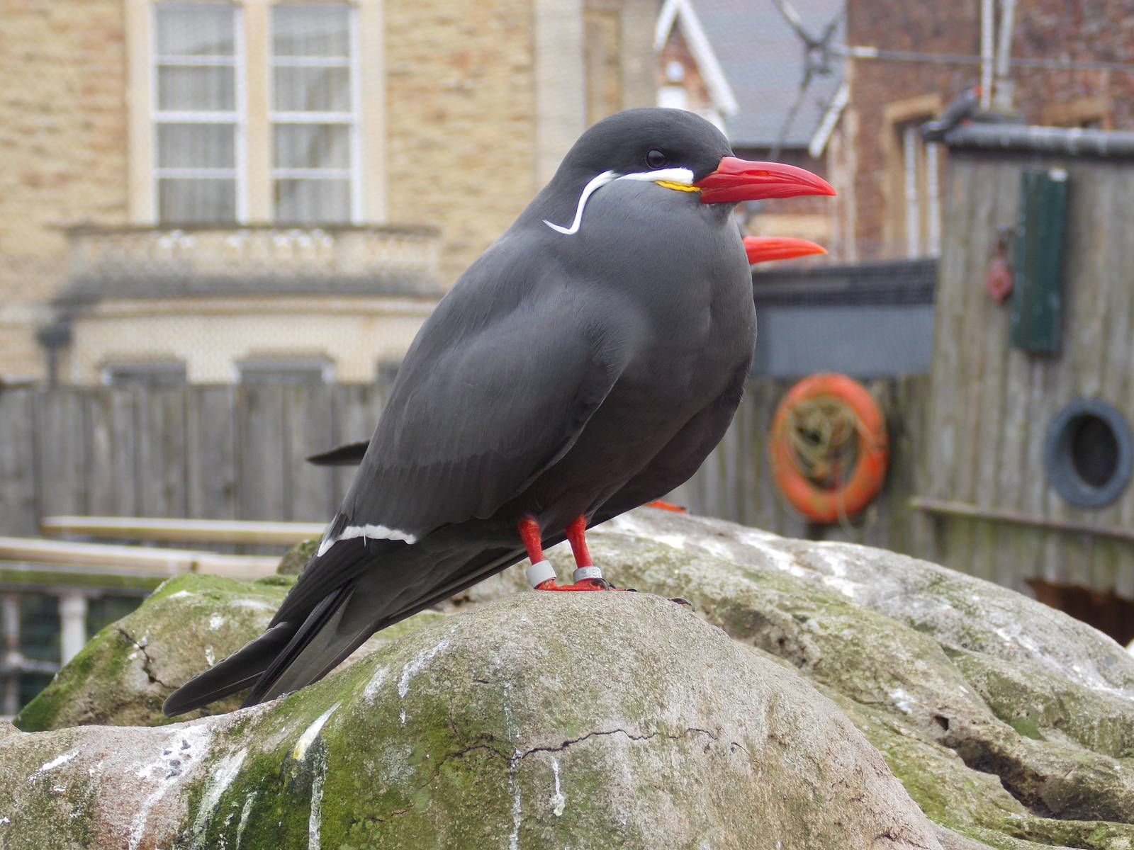 Inca Tern 15/3/13