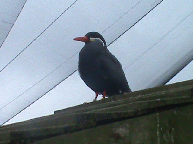 inca tern 190911