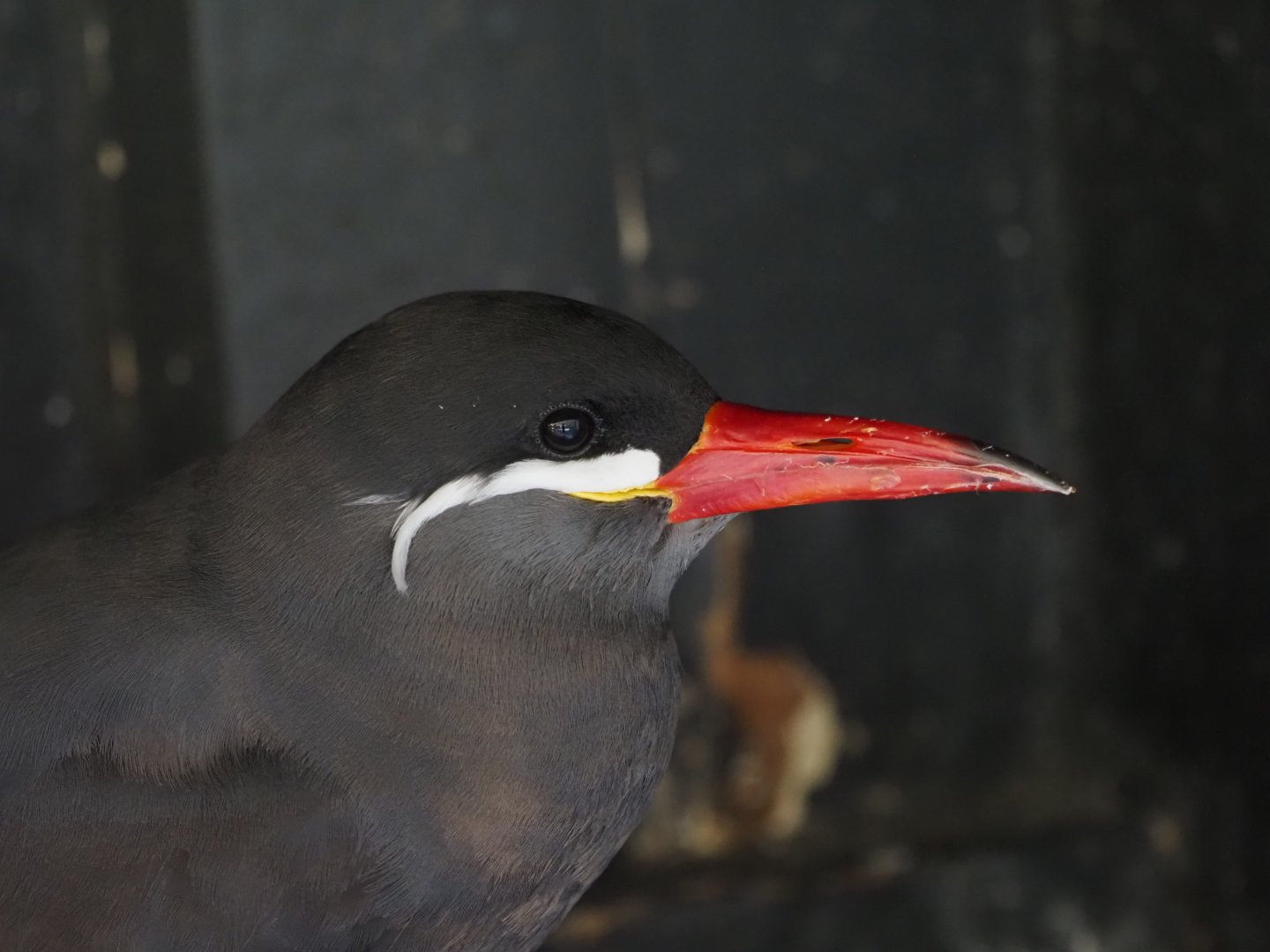 Inca Tern 2