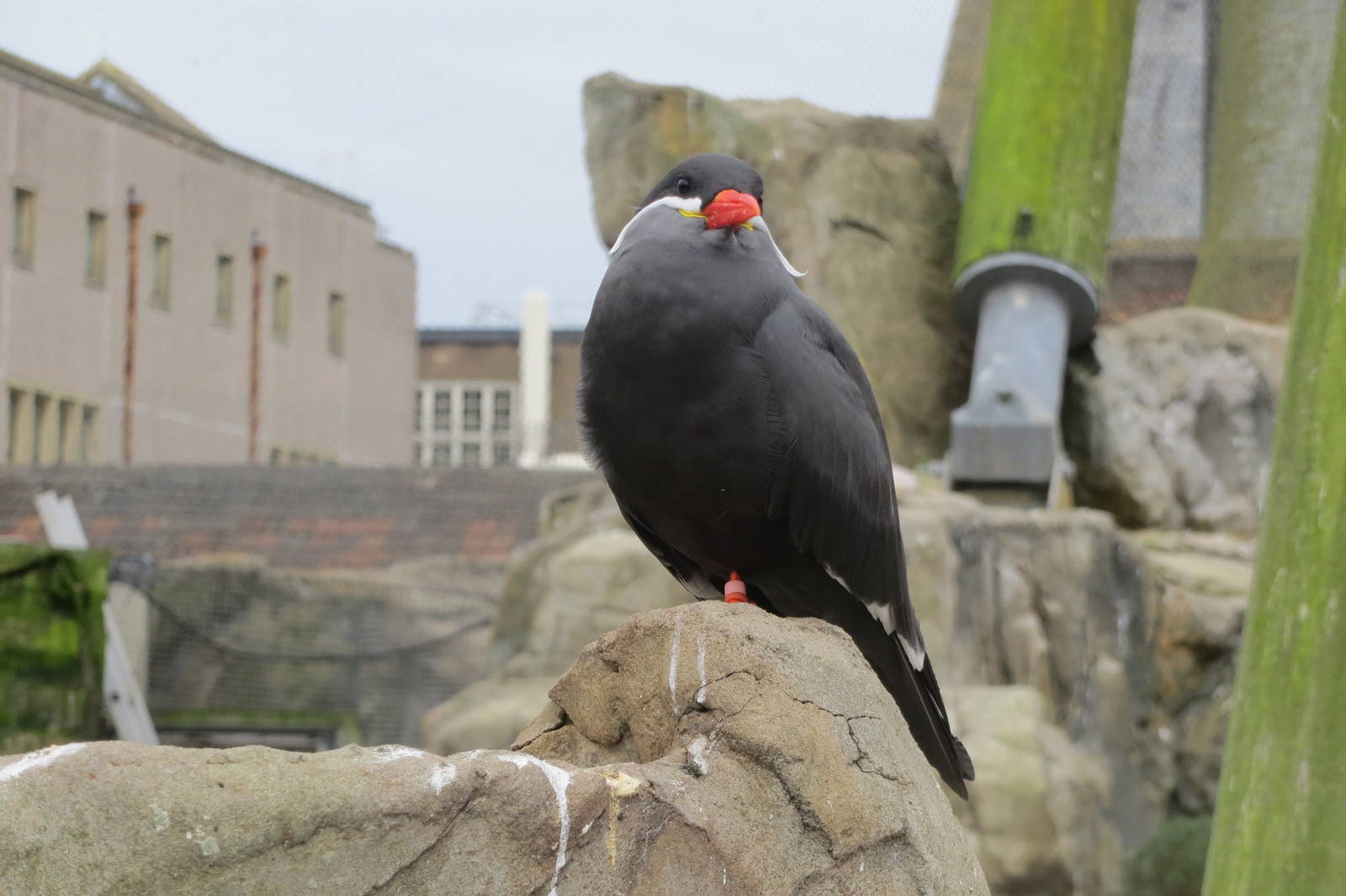 inca tern 201013