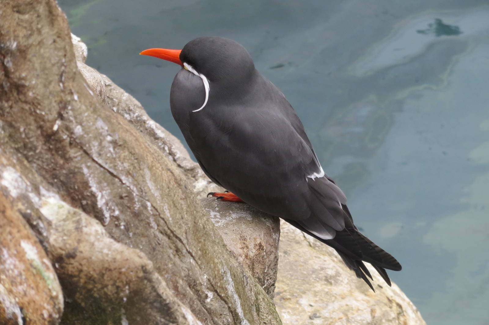 inca tern 201013
