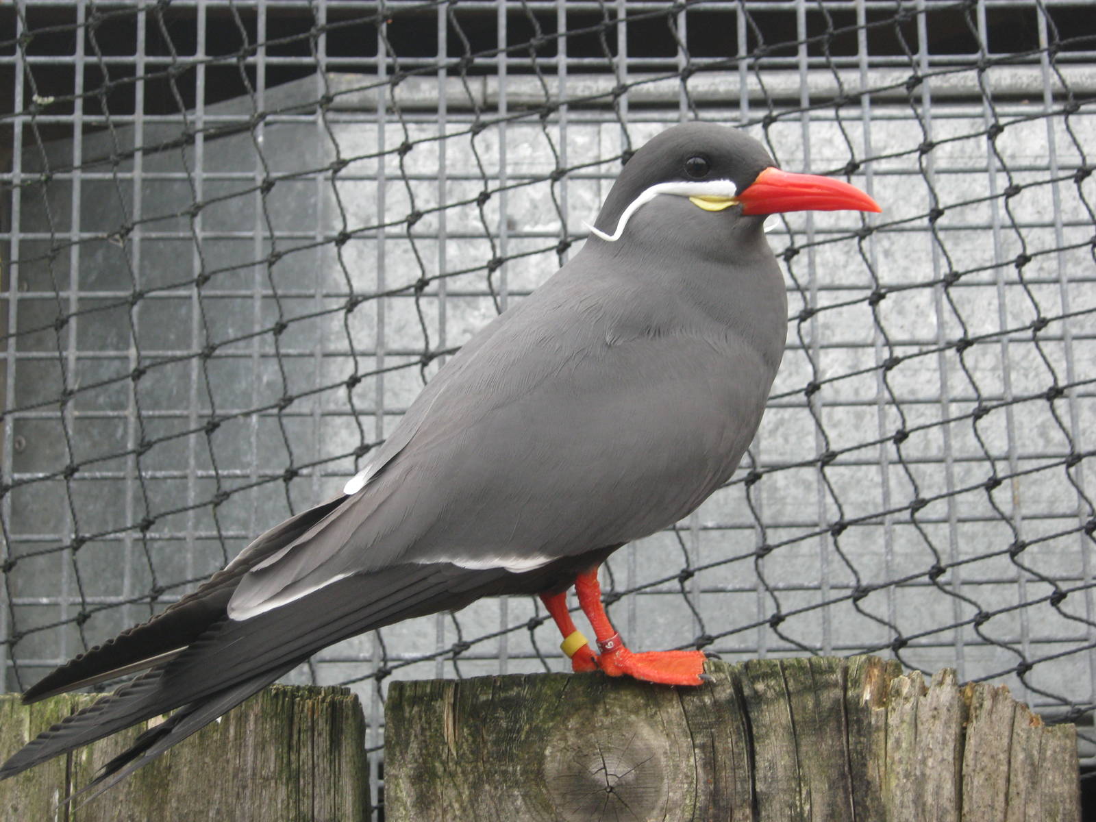 Inca Tern 2011