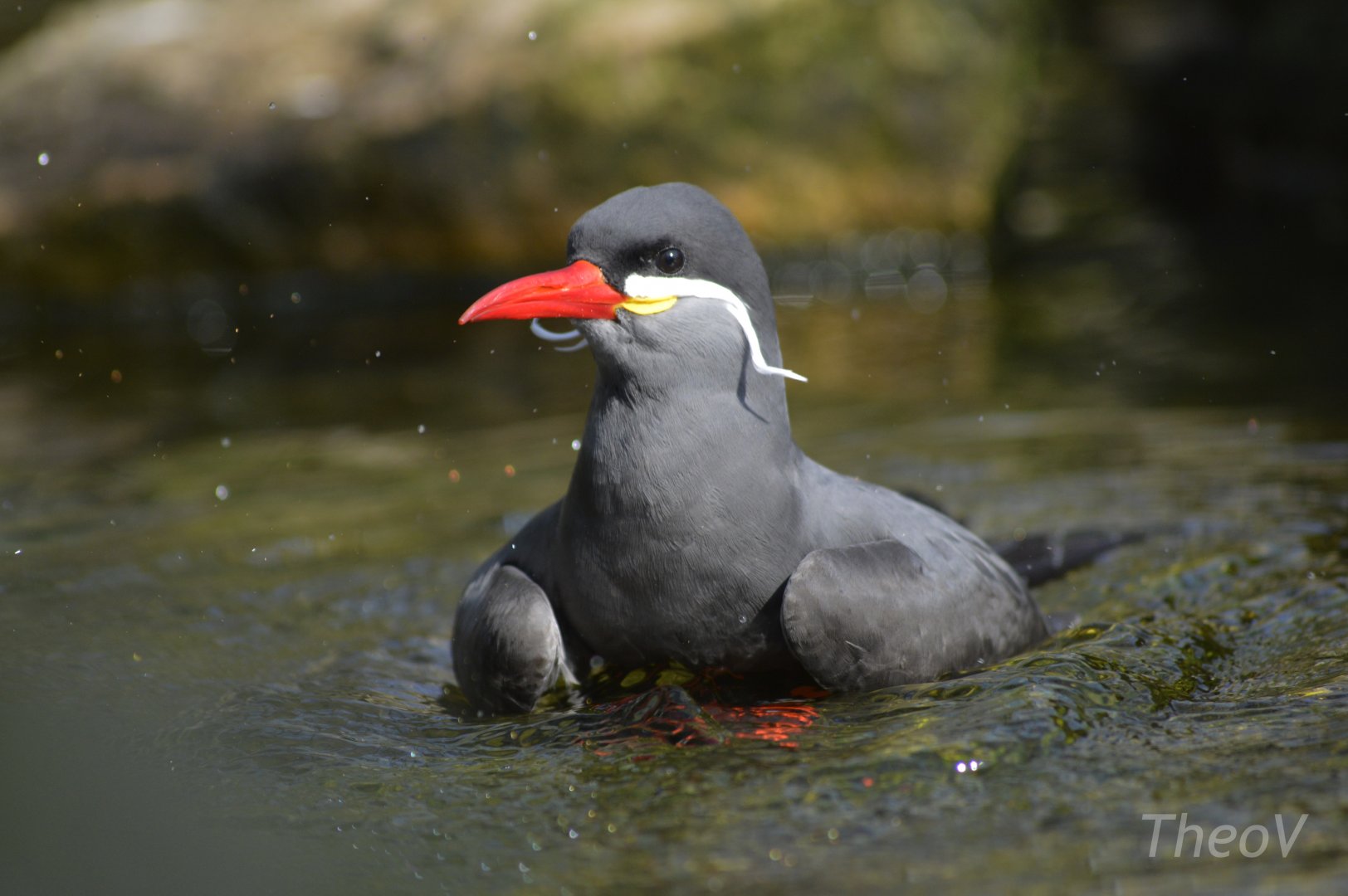 Inca tern [2018]